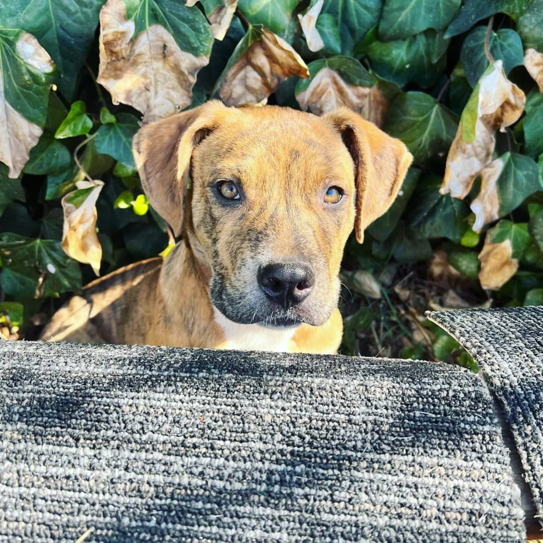 Kanga and Roo are alllllllmost ready to come home with you! 🦘💛🦘

These kids pulled up in the back of an Animal Control truck at the Stockton Shelter as we were picking up <a target='_blank' href='https://www.instagram.com/explore/tags/SacRDRRed/'>#SacRDRRed</a> a few weeks back. The shelter is an especially tough place for young puppies with susceptible immune systems, so when one of our fosters offered to take them in to wait out their stray holds in her home, we agreed to help! Unfortunately, nobody stepped forward to claim them, but fortunately for us, that means they officially became SacRDR pups, and we get to match them with safe, forever families. ❤️

Kanga is the dark brindle, smaller female cutie of the two, and Roo is the gangly, lighter brown boy with a white marking in the shape of a heart. They're both ridiculously sweet, playful, and have been socialized with cats and dogs of all sizes. At around 5-6 months old, they've been vaccinated, and will be going in for spay/neuter surgeries this coming week. Which means... They'll officially become available for adoption super soon, and we're ready to begin accepting adoption applications for them!

Stay tuned for more from this cute pair, and if you're interested in chatting about whether either might be a fit for your family, visit www.sacrdr.org/adopt.
<a target='_blank' href='https://www.instagram.com/explore/tags/SacRDRKanga/'>#SacRDRKanga</a> <a target='_blank' href='https://www.instagram.com/explore/tags/SacRDRRoo/'>#SacRDRRoo</a> <a target='_blank' href='https://www.instagram.com/explore/tags/adoptdontshop/'>#adoptdontshop</a>