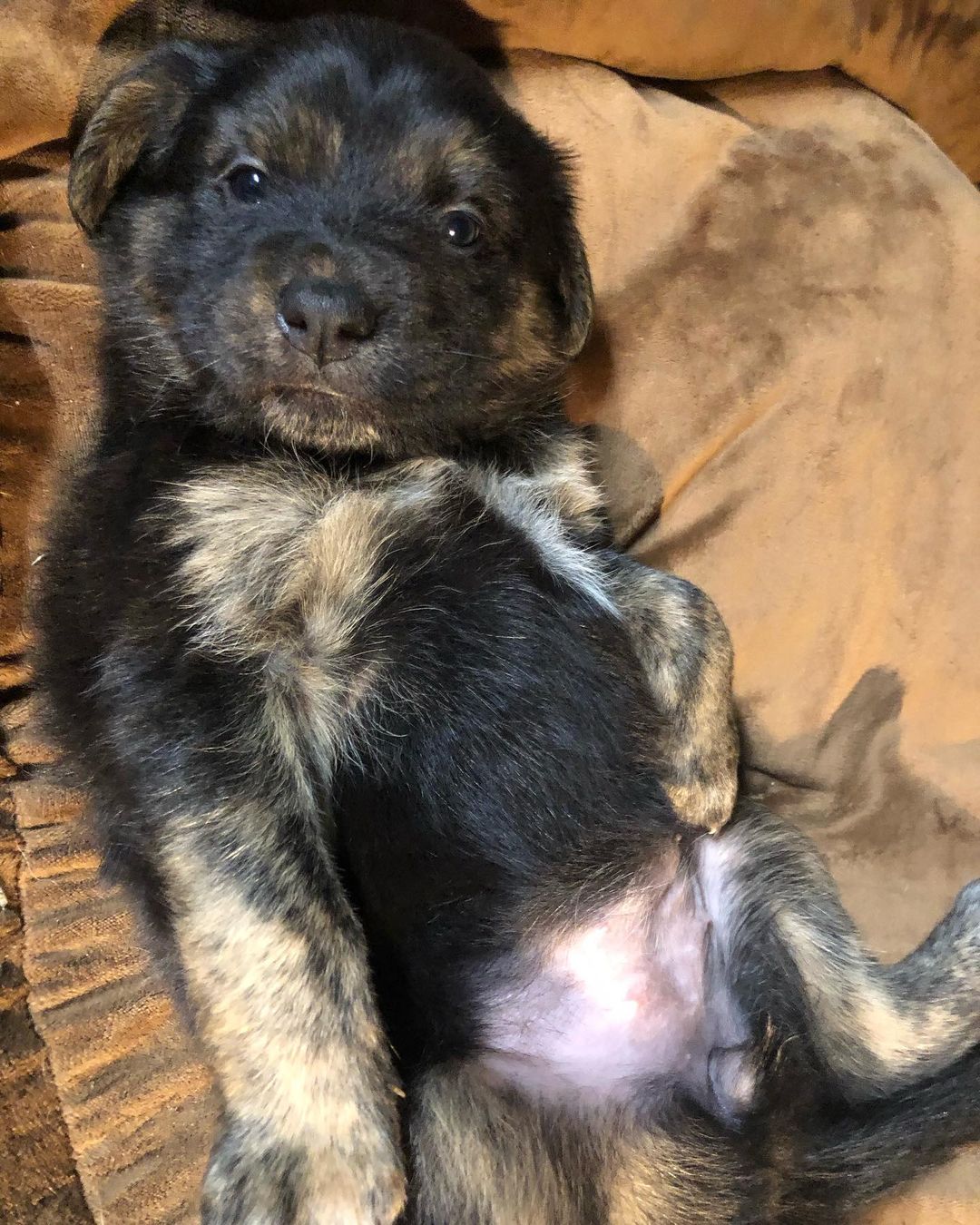 Well Hiiiiiii 🥰 <a target='_blank' href='https://www.instagram.com/explore/tags/Talley/'>#Talley</a> is a scrumptious fat little 4 week old puppy. Pepper is her momma & she’s got an incredible personality already. Talley loves to cuddle & sit in your lap or follow you each step. She initiated play well with her siblings & is so outgoing! Talley is available for adoption & ready to go home on 12/11/2021. Complete adoption app: www.gonetothedogsrescue.org/adoption-application <a target='_blank' href='https://www.instagram.com/explore/tags/adopt/'>#adopt</a> <a target='_blank' href='https://www.instagram.com/explore/tags/rescue/'>#rescue</a> <a target='_blank' href='https://www.instagram.com/explore/tags/fosterpuppiesofinstagram/'>#fosterpuppiesofinstagram</a> <a target='_blank' href='https://www.instagram.com/explore/tags/bordercolliesofinstagram/'>#bordercolliesofinstagram</a> <a target='_blank' href='https://www.instagram.com/explore/tags/bellyrubs/'>#bellyrubs</a> <a target='_blank' href='https://www.instagram.com/explore/tags/gonetothedogsrescue/'>#gonetothedogsrescue</a> <a target='_blank' href='https://www.instagram.com/explore/tags/subarupacific/'>#subarupacific</a> <a target='_blank' href='https://www.instagram.com/explore/tags/makeadogsday/'>#makeadogsday</a> <a target='_blank' href='https://www.instagram.com/explore/tags/subarudogs/'>#subarudogs</a>