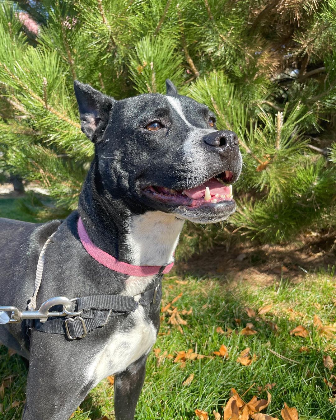 Please share!!
We want to share a little more about Petunia, one of our favorite dogs who has been with us for way to long!

Petunia came to us last March after being found as a stray on the streets of San Antonio. She gave birth shortly after being rescued in December. All of her puppies have since been adopted, and this sweet girl has been overlooked time after time. She has been in boarding for most of her time here in Colorado, and she is SO deserving of a real home!

Petunia is about 3 years old and 35 pounds, she is the perfect size, whether to go on long walks or to snuggle up on the couch! Her adorable underbite and short coat comes from her Boston Terrier / Staffordshire Terrier mix. 

Despite having a sad start to her new beginning in Colorado, Petunia is still the happiest pup we’ve met! She loves everyone and everything. She is EXTREMELY friendly and affectionate!! She is wonderful with all people and kids! Petunia does wonderful with other dogs, she loves to play with her friends at boarding. She thinks cats are very fun to chase, so she would prefer a home without kitties! 

Petunia has a wonderful temperament and energy level. She loves to play and go on walks, and she would make a wonderful companion for someone who enjoys Colorado adventures as much as she does! But she also loves to snuggle up right on your lap and would make the perfect napping buddy as well! 

Petunia is the type of dog who doesn’t ask for much, just someone who can love her like she will to them! Petunia is desperately needing a FOSTER or FOSTER-TO-ADOPT home. Please reach out if you are interested in meeting this perfect girl!

Petunia is completely vaccinated, spayed, and microchipped. Her adoption fee is $250.