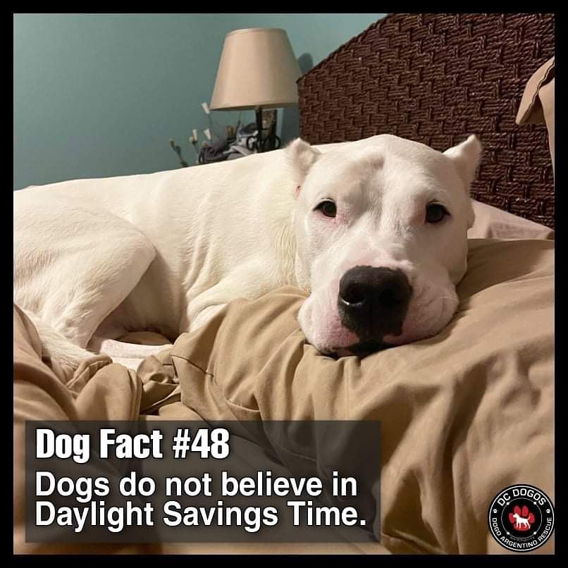 2 things! 
1) Don’t forget to FALL BACK ⏰ 🍁 
2) Dogs/Dogos don’t believe in daylight savings time! 
📷: @tulathedogo DC Dogos Alumni who will now be ready to eat at 4:40pm daily 🤦‍♀️ ⤵️ <a target='_blank' href='https://www.instagram.com/explore/tags/dcdogos/'>#dcdogos</a> <a target='_blank' href='https://www.instagram.com/explore/tags/dedicatedtosavingdogos/'>#dedicatedtosavingdogos</a>