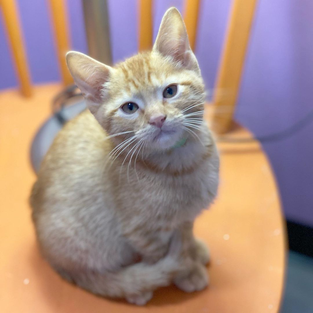 Now that baseball season is over, our baseball kids need a foster home. These four cool boys are about 9 weeks old and very sweet and playful. We need them to go into a foster home for a few weeks until they are fully vetted. If you would like to foster WRIGLEY, DODGER, CAMDEN & FENWAY, please email us at TylerTXCats@gmail.com.