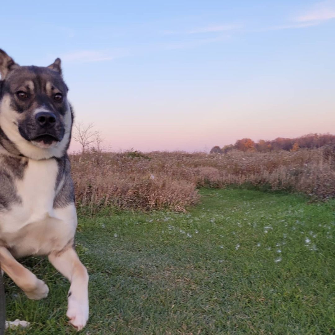 Shadow jumping into the new week!