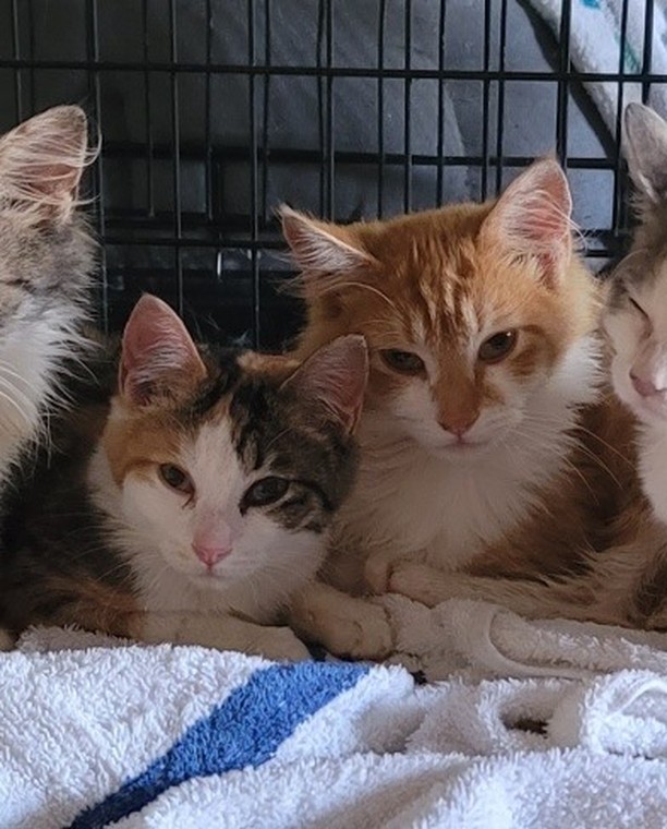 We are currently working on a place with 20 to 30 cats in need of urgent placement.
We cannot share details or location but are hoping Seattle Humane will give us a hand. Fingers crossed 🤞 
So far we captured 9. Luckily most of them are very sweet and friendly and pretty healthy for the most part.