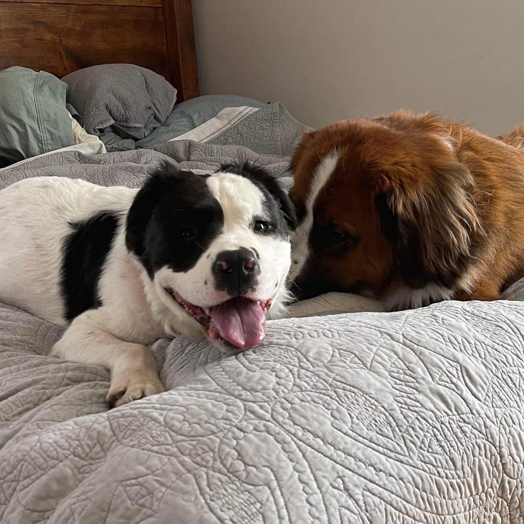 Sharpie is busted out of the shelter!!!! She is the black and white dog on the left.