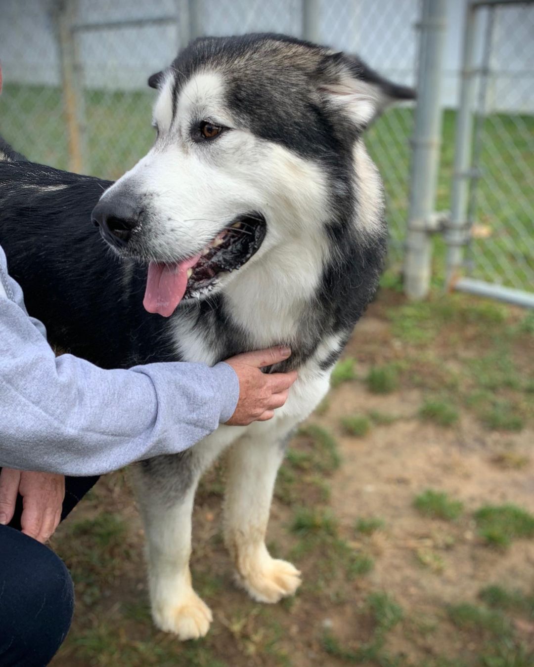 Welcome adorable Zander to CHAAMP ❤️ Zander is approximately three years old and was a staff favorite at the shelter. The shelter, like so many others, were filling up fast and out of space. Thank you Steve for transporting him and getting him to us safely and to the shelter for reaching out to us and for taking good care of him. Stay tuned while we get to know more about this sweet goofy guy ❤️ <a target='_blank' href='https://www.instagram.com/explore/tags/chaampmalamutes/'>#chaampmalamutes</a>