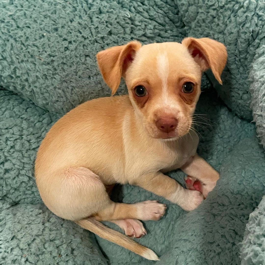 Meet adoptable Nutmeg - a 2-month-old chihuahua terrier mix. Isn’t she the cutest?🥰

Repost from @rniccolls
•
Nutmeg is now up for adoption too! 🥰 Such a confident, smart, playful, and cuddly girl! She’s ready to take on the world. Visit the Santa Cruz County Animal Shelter to apply! @officialscanimalshelter <a target='_blank' href='https://www.instagram.com/explore/tags/adoptable/'>#adoptable</a> <a target='_blank' href='https://www.instagram.com/explore/tags/adoptdontshop/'>#adoptdontshop</a>

Looking to add a furry companion to your family?

Adoptions are first come, first served! Please view available animals on our website at www.scanimalshelter.org (link in Bio) and then visit the Shelter at 1001 Rodriguez Street in Santa Cruz to turn in your application. All adoptions require proof of home ownership or landlord approval. Please have this email information prepared. If an animal is in Foster Care, please bring in your adoption application and schedule an appointment to meet the animal. Please call 831-454-7200 between 10 am and 6 pm. We are open from 12-5 pm seven days a week. 

Thank you for your support! The Santa Cruz County Animal Shelter is an open admission—or open door—animal shelter. This means that we will not turn away any animal that comes to our doors.