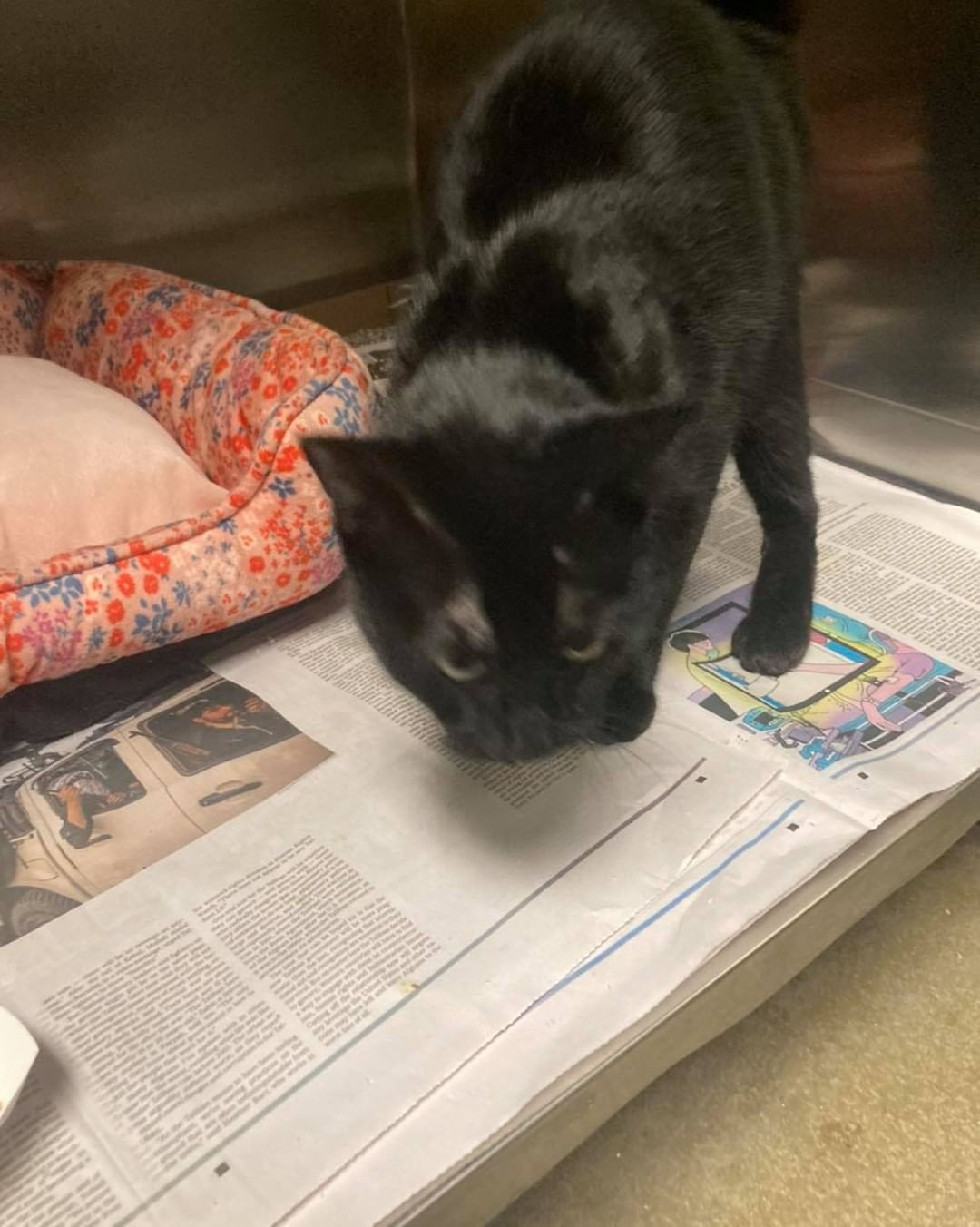 Found cats..
Orange cat found on Kelley St.
Female tabby cat found on Mary Ann Rd.
Female black and white cat found on Wilson St.
If you know where we belong, please call the shelter at 603-628-3544.