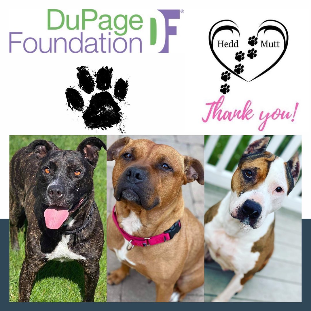 We would like to take a moment and thank our volunteer @chrislynn28 for recommending HMF for a grant from DuPage Medical Group Charitable Fund of DuPage Foundation! 

All rescues have been feeling the effects this  past year now going on two from COVID, fundraising has been EXTREMELY difficult so this grant has been a HUGE lifesaver for us. 

Thank you for your support ♥️

<a target='_blank' href='https://www.instagram.com/explore/tags/DuPageFoundation/'>#DuPageFoundation</a>