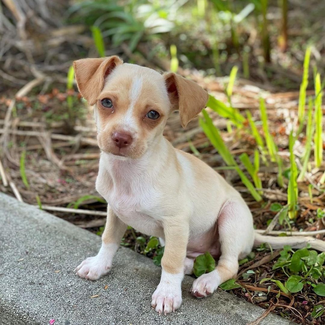 Meet adoptable Nutmeg - a 2-month-old chihuahua terrier mix. Isn’t she the cutest?🥰

Repost from @rniccolls
•
Nutmeg is now up for adoption too! 🥰 Such a confident, smart, playful, and cuddly girl! She’s ready to take on the world. Visit the Santa Cruz County Animal Shelter to apply! @officialscanimalshelter <a target='_blank' href='https://www.instagram.com/explore/tags/adoptable/'>#adoptable</a> <a target='_blank' href='https://www.instagram.com/explore/tags/adoptdontshop/'>#adoptdontshop</a>

Looking to add a furry companion to your family?

Adoptions are first come, first served! Please view available animals on our website at www.scanimalshelter.org (link in Bio) and then visit the Shelter at 1001 Rodriguez Street in Santa Cruz to turn in your application. All adoptions require proof of home ownership or landlord approval. Please have this email information prepared. If an animal is in Foster Care, please bring in your adoption application and schedule an appointment to meet the animal. Please call 831-454-7200 between 10 am and 6 pm. We are open from 12-5 pm seven days a week. 

Thank you for your support! The Santa Cruz County Animal Shelter is an open admission—or open door—animal shelter. This means that we will not turn away any animal that comes to our doors.