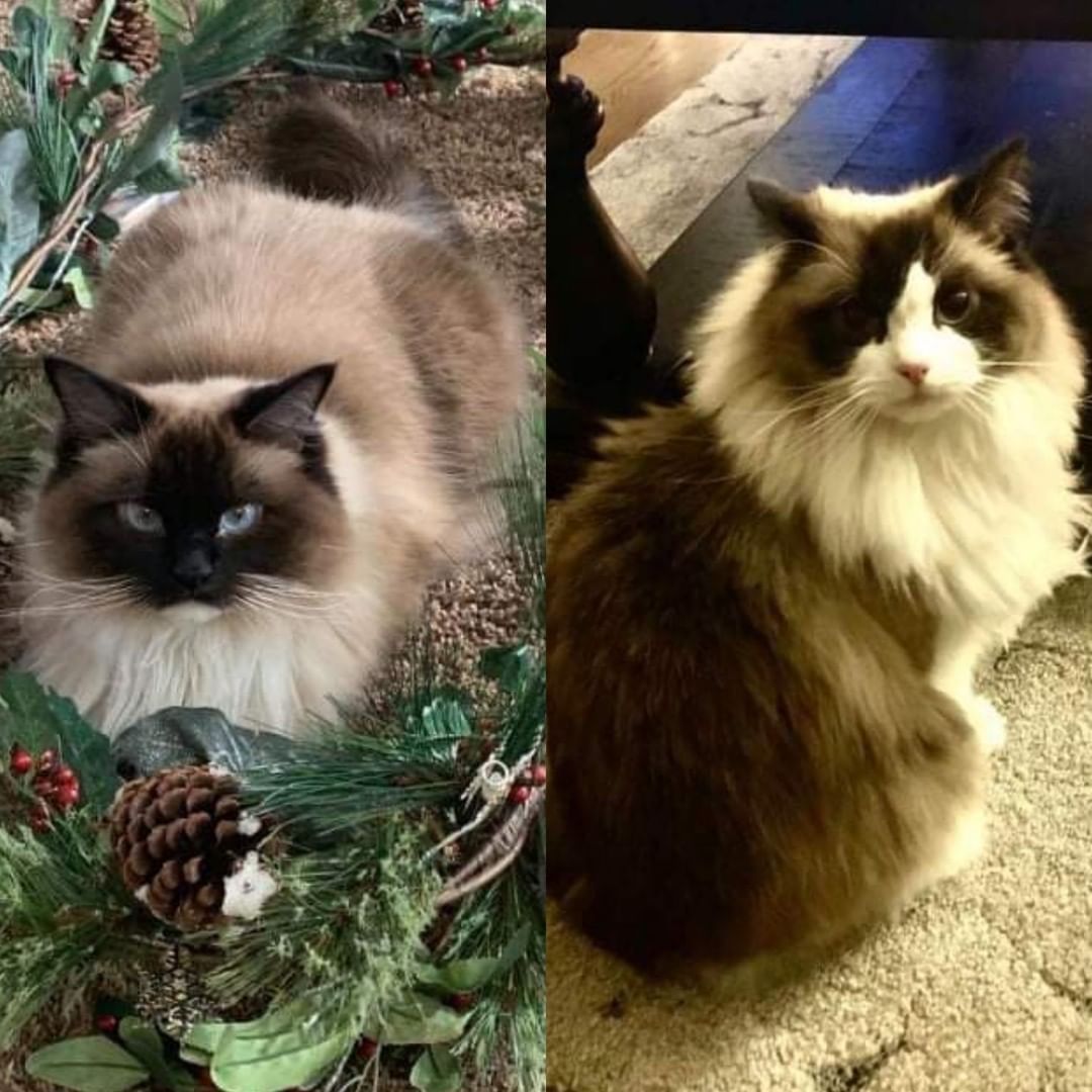 We were contacted about these two beauties looking for a new forever home. Their parents are going through a divorce and neither party wants to keep them. We're looking for a foster or foster to adopt for them to help them get their second chance!

What we know:
- Purebred Ragdolls
- 3 and 4 years old females
- Sisters from the same breeder (who doesn't want them back)
- Good with kids and dogs (likely good with cats)

If you're interested in learning more about them and how to apply, send us a message!

----------------------------------------------------------------

<a target='_blank' href='https://www.instagram.com/explore/tags/rescue/'>#rescue</a>  <a target='_blank' href='https://www.instagram.com/explore/tags/chicagoland/'>#chicagoland</a> <a target='_blank' href='https://www.instagram.com/explore/tags/chicago/'>#chicago</a> <a target='_blank' href='https://www.instagram.com/explore/tags/chicagocat/'>#chicagocat</a> <a target='_blank' href='https://www.instagram.com/explore/tags/illinois/'>#illinois</a> <a target='_blank' href='https://www.instagram.com/explore/tags/rescue/'>#rescue</a> <a target='_blank' href='https://www.instagram.com/explore/tags/catrescue/'>#catrescue</a> <a target='_blank' href='https://www.instagram.com/explore/tags/houseofmisfits/'>#houseofmisfits</a> <a target='_blank' href='https://www.instagram.com/explore/tags/houseofmisfitsrescue/'>#houseofmisfitsrescue</a> <a target='_blank' href='https://www.instagram.com/explore/tags/cat/'>#cat</a> <a target='_blank' href='https://www.instagram.com/explore/tags/catlovers/'>#catlovers</a> <a target='_blank' href='https://www.instagram.com/explore/tags/rescuecat/'>#rescuecat</a> <a target='_blank' href='https://www.instagram.com/explore/tags/volunteer/'>#volunteer</a> <a target='_blank' href='https://www.instagram.com/explore/tags/nonprofit/'>#nonprofit</a> <a target='_blank' href='https://www.instagram.com/explore/tags/animalrescue/'>#animalrescue</a> <a target='_blank' href='https://www.instagram.com/explore/tags/purebred/'>#purebred</a> <a target='_blank' href='https://www.instagram.com/explore/tags/ragdollcat/'>#ragdollcat</a> <a target='_blank' href='https://www.instagram.com/explore/tags/ragdoll/'>#ragdoll</a>