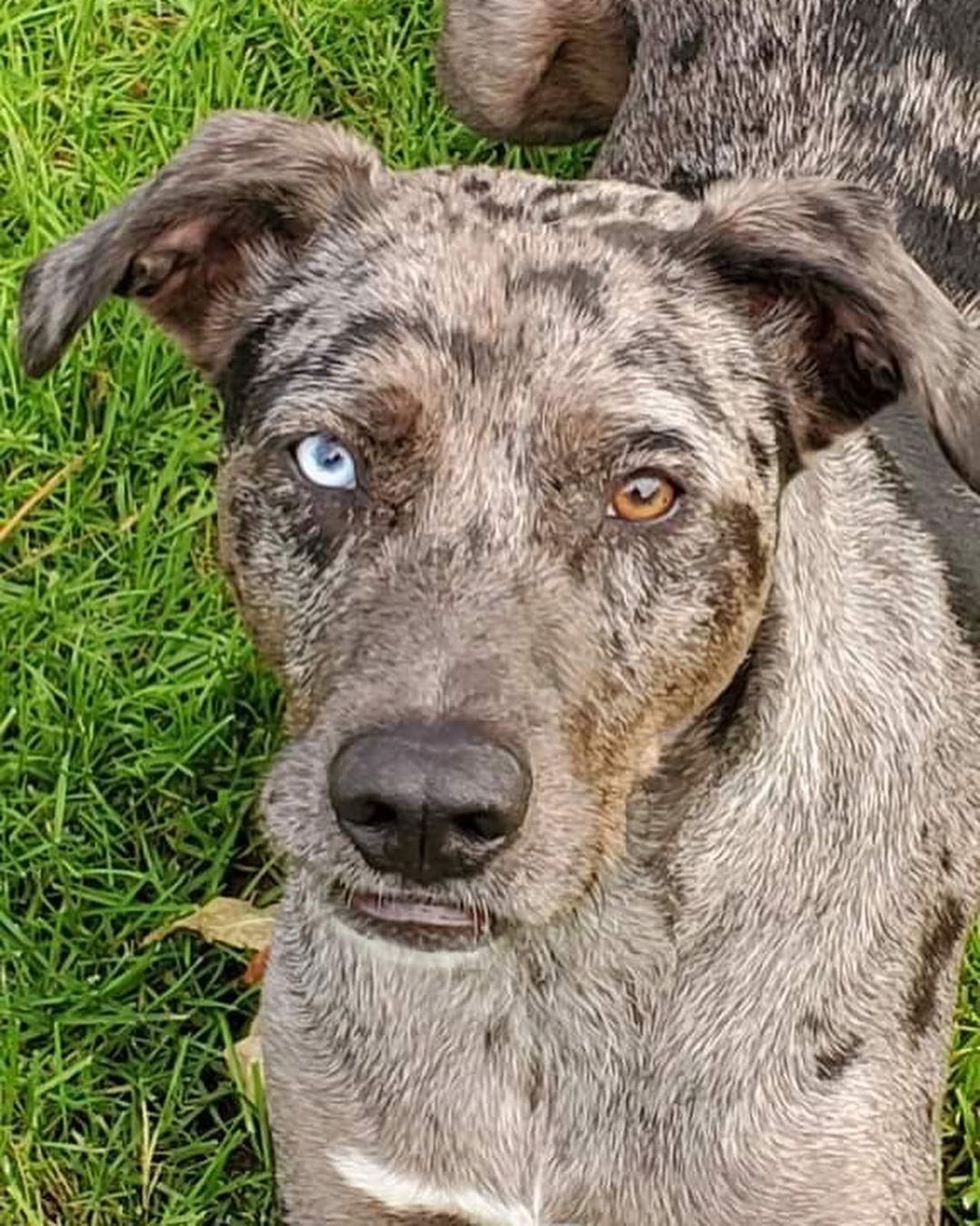 Male Catahoula X possible lab mix in Plattsburgh NY. Up for adoption to a screened approved home. Application on line at www.jcldr.com.  Here is the petfinder link, read more about this fine male dog he is in his prime at 4 years old. Can contact Janeen jj4@midrivers.com but please put in an app first off website. Good place to get a jump start. Then we call you and visit or you can email and then call me. Looking for a forever home for this boy with solid commitment and we will support and stand by you if we are needed.