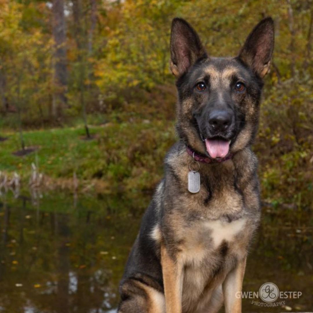 Meet Meadow

Hi, my name is Meadow and I am just a big, happy, energetic, SILLY girl. In other words, a typical Shepherd! I am a big gal, about 75lbs and came into MVPC knowing nothing other than happy and silly. Fortunately, I am very smart and willing to learn. My attention span isn’t the longest, but it’s because I feel everything should be a game! So training and exercise should be engaging and fun! 

I am very sweet, and love everyone. I have attended training sessions and am good with the dogs there and in my foster home! I looooove chew toys and will happily make a hoarding pile. I am learning how to play fetch, and I must say, it’s fun! I am good in my crate, but shepherds talk, so be ready for some reminders and conversation for the first few minutes. I need a GSD experienced family who will continue my training and hopefully continue to teach me to play ball!  <a target='_blank' href='https://www.instagram.com/explore/tags/miamivalleypitcrew/'>#miamivalleypitcrew</a> <a target='_blank' href='https://www.instagram.com/explore/tags/dog/'>#dog</a> <a target='_blank' href='https://www.instagram.com/explore/tags/dogs/'>#dogs</a> <a target='_blank' href='https://www.instagram.com/explore/tags/doglover/'>#doglover</a> <a target='_blank' href='https://www.instagram.com/explore/tags/dogmom/'>#dogmom</a> <a target='_blank' href='https://www.instagram.com/explore/tags/doglife/'>#doglife</a> <a target='_blank' href='https://www.instagram.com/explore/tags/dogoftheday/'>#dogoftheday</a> <a target='_blank' href='https://www.instagram.com/explore/tags/doglove/'>#doglove</a> <a target='_blank' href='https://www.instagram.com/explore/tags/dogslife/'>#dogslife</a> <a target='_blank' href='https://www.instagram.com/explore/tags/dogs/'>#dogs</a> <a target='_blank' href='https://www.instagram.com/explore/tags/dogstagram/'>#dogstagram</a> <a target='_blank' href='https://www.instagram.com/explore/tags/dogs/'>#dogs</a> <a target='_blank' href='https://www.instagram.com/explore/tags/dogslife/'>#dogslife</a> <a target='_blank' href='https://www.instagram.com/explore/tags/dogsofig/'>#dogsofig</a> <a target='_blank' href='https://www.instagram.com/explore/tags/adoptables/'>#adoptables</a> <a target='_blank' href='https://www.instagram.com/explore/tags/adoptme/'>#adoptme</a> <a target='_blank' href='https://www.instagram.com/explore/tags/rescuedog/'>#rescuedog</a> <a target='_blank' href='https://www.instagram.com/explore/tags/rescue/'>#rescue</a> <a target='_blank' href='https://www.instagram.com/explore/tags/shepherd/'>#shepherd</a> <a target='_blank' href='https://www.instagram.com/explore/tags/shepherdsofinstagram/'>#shepherdsofinstagram</a> <a target='_blank' href='https://www.instagram.com/explore/tags/shepherdsofinstagram/'>#shepherdsofinstagram</a>