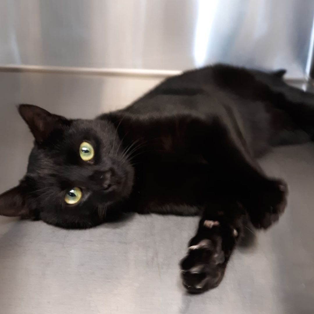 📢 FOUND CAT 📢

Notice! Female black cat found at Vetsch park this morning.
Please call lar at 507-895-2066 if she belongs to you, or know who.