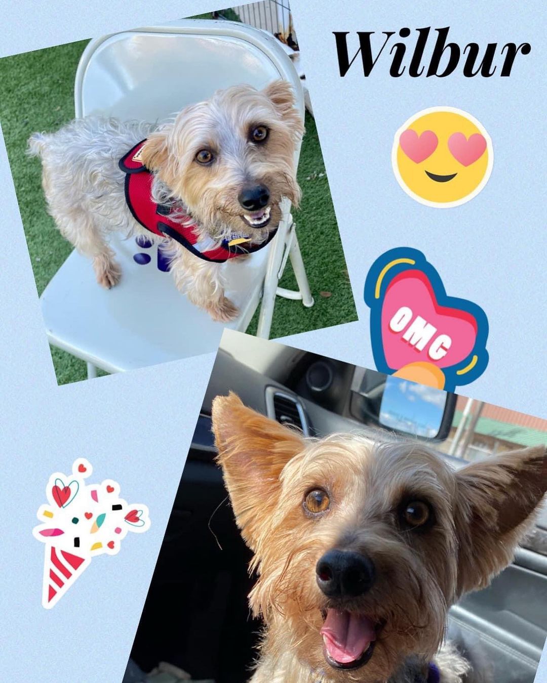 If you are looking for a super fun fur kid who loves everyone he meets, this is your guy!  Wilbur (formerly Woody) is around 7 years old and 12 pounds.  He is house trained and gets along great with other dogs.  He was surrendered to Tzu Zoo with another female yorkie, but they aren’t bonded at all.  Wilbur loves nothing more than playing with any dog that will play with him.  He will need a secure yard as he is an excellent jumper and climber. 🐶

If you can give Wilbur a fun loving adventurous home with a furry playmate, please complete the adoption application on our website.  tzuzoorescue.com 

All of our dogs are in foster homes in the DFW area. 🐾