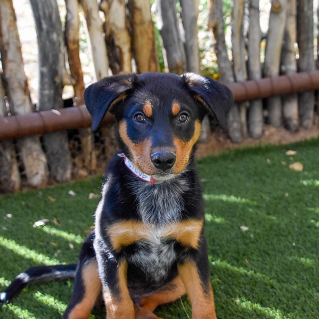 Steve is a kelpie mix with a reverse mullet: he’s a party on top and business underneath with that goofy-good-natured rottie-colored face and working dog heeler-looking chest! Steve has been lovingly fostered and is now available for adoption from our Puppy Patch at Ojo Santa Fe resort and spa. Apply on our website and we will schedule an appointment at the resort! www.espanolahumane.org 505-753-8662

@ojosantaferesort 

<a target='_blank' href='https://www.instagram.com/explore/tags/espanolahumane/'>#espanolahumane</a> <a target='_blank' href='https://www.instagram.com/explore/tags/ojosantafe/'>#ojosantafe</a> <a target='_blank' href='https://www.instagram.com/explore/tags/puppypatch/'>#puppypatch</a> <a target='_blank' href='https://www.instagram.com/explore/tags/resort/'>#resort</a> <a target='_blank' href='https://www.instagram.com/explore/tags/spa/'>#spa</a> <a target='_blank' href='https://www.instagram.com/explore/tags/adoptme/'>#adoptme</a> <a target='_blank' href='https://www.instagram.com/explore/tags/resortlife/'>#resortlife</a> <a target='_blank' href='https://www.instagram.com/explore/tags/spaweek/'>#spaweek</a> <a target='_blank' href='https://www.instagram.com/explore/tags/fosteringsaveslives/'>#fosteringsaveslives</a> <a target='_blank' href='https://www.instagram.com/explore/tags/adoptdontshop/'>#adoptdontshop</a> <a target='_blank' href='https://www.instagram.com/explore/tags/rescuedismyfavoritebreed/'>#rescuedismyfavoritebreed</a> <a target='_blank' href='https://www.instagram.com/explore/tags/puppiesofinstagram/'>#puppiesofinstagram</a> <a target='_blank' href='https://www.instagram.com/explore/tags/kelpiegram/'>#kelpiegram</a> <a target='_blank' href='https://www.instagram.com/explore/tags/kelpiepuppy/'>#kelpiepuppy</a> <a target='_blank' href='https://www.instagram.com/explore/tags/kelpiecross/'>#kelpiecross</a> <a target='_blank' href='https://www.instagram.com/explore/tags/kelpielife/'>#kelpielife</a> <a target='_blank' href='https://www.instagram.com/explore/tags/newmexico/'>#newmexico</a> <a target='_blank' href='https://www.instagram.com/explore/tags/newmexicotrue/'>#newmexicotrue</a> <a target='_blank' href='https://www.instagram.com/explore/tags/newmexicolove/'>#newmexicolove</a> <a target='_blank' href='https://www.instagram.com/explore/tags/espa/'>#espa</a>ñola <a target='_blank' href='https://www.instagram.com/explore/tags/dogsofnewmexico/'>#dogsofnewmexico</a> <a target='_blank' href='https://www.instagram.com/explore/tags/dogsofinstagram/'>#dogsofinstagram</a> <a target='_blank' href='https://www.instagram.com/explore/tags/rescuedogsofinstagram/'>#rescuedogsofinstagram</a> <a target='_blank' href='https://www.instagram.com/explore/tags/puppylove/'>#puppylove</a> <a target='_blank' href='https://www.instagram.com/explore/tags/rottie/'>#rottie</a> <a target='_blank' href='https://www.instagram.com/explore/tags/heeler/'>#heeler</a> <a target='_blank' href='https://www.instagram.com/explore/tags/santafe/'>#santafe</a> <a target='_blank' href='https://www.instagram.com/explore/tags/albuquerque/'>#albuquerque</a> <a target='_blank' href='https://www.instagram.com/explore/tags/taos/'>#taos</a> <a target='_blank' href='https://www.instagram.com/explore/tags/losalamos/'>#losalamos</a>