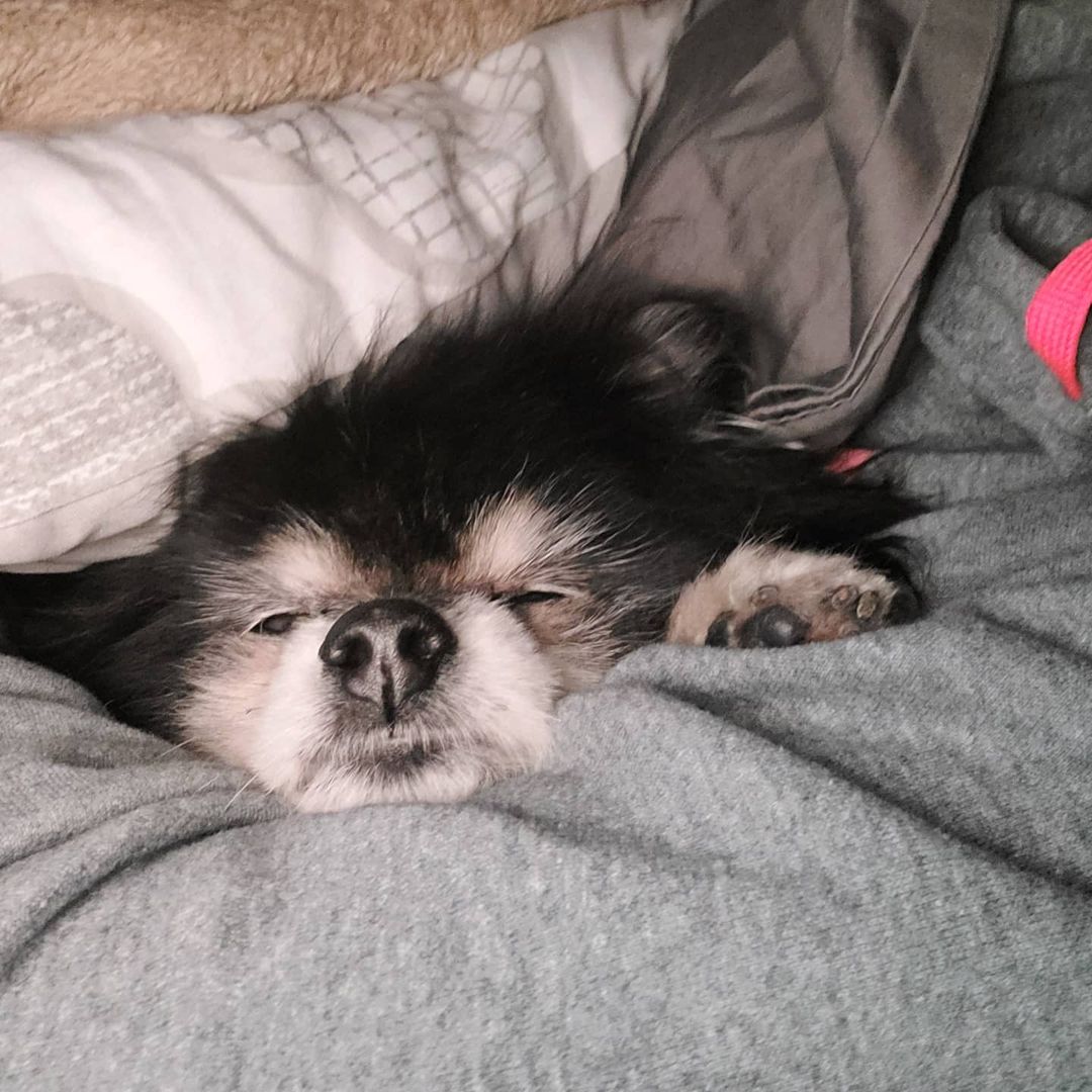 The days have definitely gotten shorter and the nights are much colder!  Mocha doesn't mind though because it means extra snuggles under warm blankets. 
<a target='_blank' href='https://www.instagram.com/explore/tags/pomeranian/'>#pomeranian</a>
<a target='_blank' href='https://www.instagram.com/explore/tags/dog/'>#dog</a> <a target='_blank' href='https://www.instagram.com/explore/tags/dogsofinstagram/'>#dogsofinstagram</a>
<a target='_blank' href='https://www.instagram.com/explore/tags/pom/'>#pom</a> <a target='_blank' href='https://www.instagram.com/explore/tags/puppy/'>#puppy</a> <a target='_blank' href='https://www.instagram.com/explore/tags/pomeranianworld/'>#pomeranianworld</a>
<a target='_blank' href='https://www.instagram.com/explore/tags/pomeranianpuppy/'>#pomeranianpuppy</a>
<a target='_blank' href='https://www.instagram.com/explore/tags/pomeraniansofinstagram/'>#pomeraniansofinstagram</a> <a target='_blank' href='https://www.instagram.com/explore/tags/pomeranianlove/'>#pomeranianlove</a>
<a target='_blank' href='https://www.instagram.com/explore/tags/dogstagram/'>#dogstagram</a> <a target='_blank' href='https://www.instagram.com/explore/tags/instadog/'>#instadog</a>
<a target='_blank' href='https://www.instagram.com/explore/tags/pomeranians/'>#pomeranians</a> <a target='_blank' href='https://www.instagram.com/explore/tags/pompom/'>#pompom</a> <a target='_blank' href='https://www.instagram.com/explore/tags/cute/'>#cute</a> <a target='_blank' href='https://www.instagram.com/explore/tags/puppylove/'>#puppylove</a> <a target='_blank' href='https://www.instagram.com/explore/tags/doglover/'>#doglover</a> <a target='_blank' href='https://www.instagram.com/explore/tags/doglovers/'>#doglovers</a> <a target='_blank' href='https://www.instagram.com/explore/tags/dogoftheday/'>#dogoftheday</a> <a target='_blank' href='https://www.instagram.com/explore/tags/pet/'>#pet</a> <a target='_blank' href='https://www.instagram.com/explore/tags/pomstagram/'>#pomstagram</a> <a target='_blank' href='https://www.instagram.com/explore/tags/puppiesofinstagram/'>#puppiesofinstagram</a> <a target='_blank' href='https://www.instagram.com/explore/tags/pomsofinstagram/'>#pomsofinstagram</a> <a target='_blank' href='https://www.instagram.com/explore/tags/pomeranianlife/'>#pomeranianlife</a> <a target='_blank' href='https://www.instagram.com/explore/tags/pomeranianlovers/'>#pomeranianlovers</a> <a target='_blank' href='https://www.instagram.com/explore/tags/love/'>#love</a> <a target='_blank' href='https://www.instagram.com/explore/tags/ilovemydog/'>#ilovemydog</a> <a target='_blank' href='https://www.instagram.com/explore/tags/dogphotography/'>#dogphotography</a> <a target='_blank' href='https://www.instagram.com/explore/tags/doglove/'>#doglove</a> <a target='_blank' href='https://www.instagram.com/explore/tags/rescue/'>#rescue</a> <a target='_blank' href='https://www.instagram.com/explore/tags/pomeranianrescue/'>#pomeranianrescue</a>