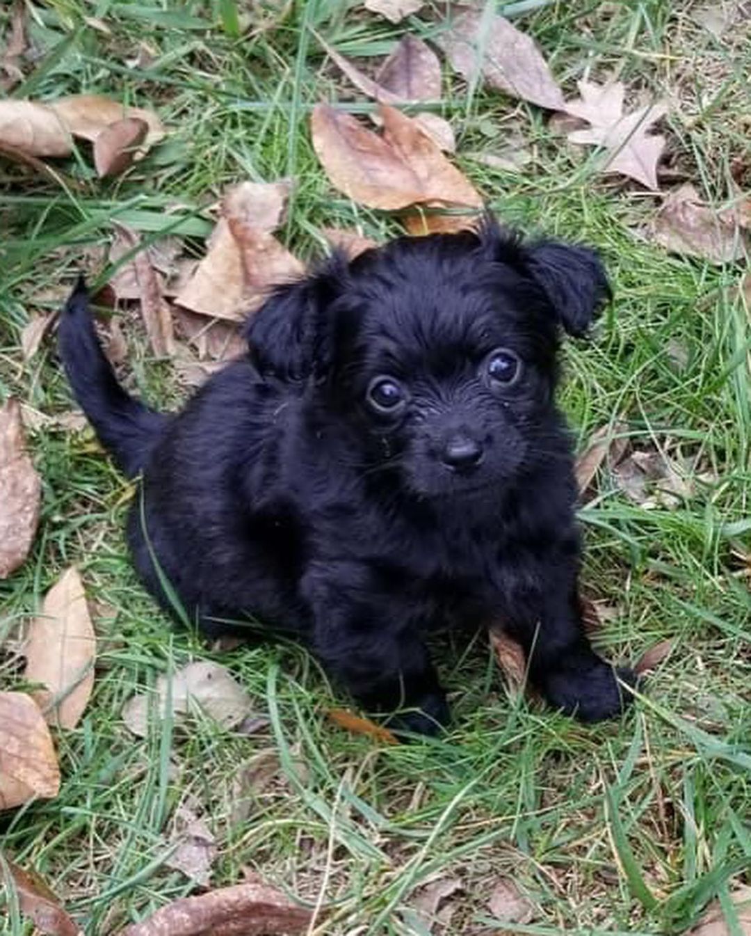 ⭐️ update: all puppies adopted ⭐️ Do I have a treat for you!? PUPPIES! 🐾 These teeny tiny puppies are 8 week old chihuahua mixes. There are 8 - 4 males and 4 females! Puppies are a project and will need lots of time, love, and care!
.
Due to their age we will only be adopting locally in the Charlotte area. Not all of them have made it to our website but all 8 are available for adoption. If you’re interested head to our website and fill out an application - reference the Chihuahua litter. ✨