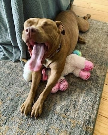 Zoey would like to announce that she's available for adoption! 📣

She's a toy-lover, a real sweetheart, and she's looking to find her forever family (literally, she's packed herself into suitcase and everything 🧳🤣).

Zoey initially came to SacRDR as a medical case due to what was suspected to be a torn ligament in her leg. It appears that this may be an old injury, and with medical management and time her limp has all but disappeared most days. She does have a surgery consult coming up later this month to determine whether surgery will be a necessity, but in the meantime she would love to get the ball rolling on finding her forever home.

If you're interested in chatting further about whether Zoey may be the right fit for your life, visit www.sacrdr.org/adopt to complete an Adoption Application - she would love to meet you! 💙
<a target='_blank' href='https://www.instagram.com/explore/tags/SacRDRZoey/'>#SacRDRZoey</a>