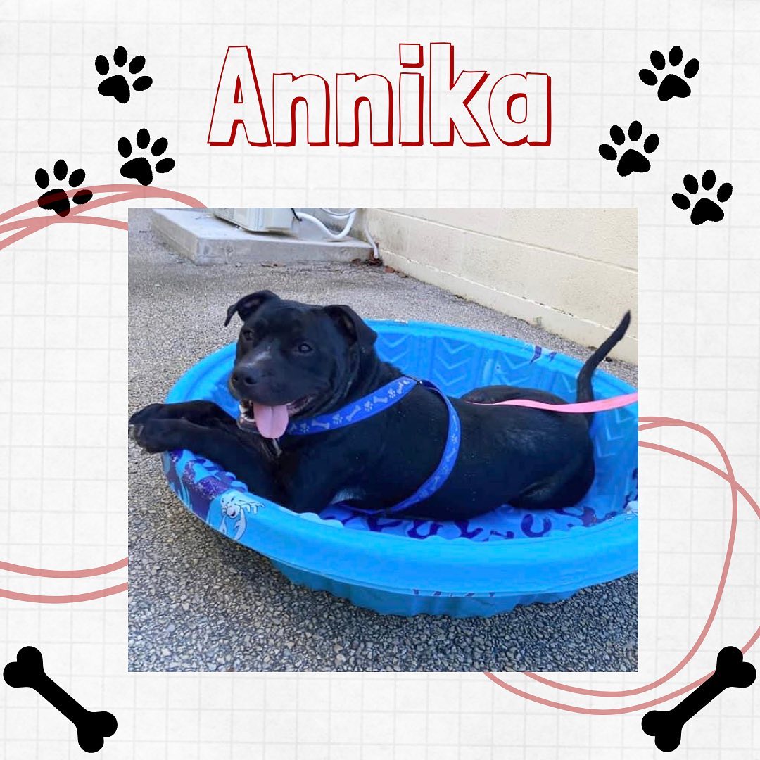 ⭐️PENDING⭐️
Annika🔺45lbs🔺2yrs🔺F🔺American Bulldog X🔺Black🔺Texas

‘This little girl is nothing but  happiness!’
Absolutely, amazing Annika cannot wait to have her very own family, for the first time ever! Despite the fact that Annika has never really known love or been given affection, she is the sweetest girl around, who loves everyone she meets! She loves to run and play with other dogs and she has met some cats, in a controlled environment and showed no prey drive towards them. She is incredibly smart and has already learned some basic commands. Annika is in search of the most amazing and loving home, that will love her unconditionally and show her what love and family truly mean.

⭐️For more information or adoption application please visit www.fullcirclerescue.ca⭐️

Good With Adults: yes
Good With Kids: yes, older
Good With Other Dogs: yes
Good With Cats: possibly, with slow introductions
Crate Trained: working on it
Potty Trained: working on it
Energy Level: medium 
Can be handled/touched: yes
Barker: normal 
Escape Artist: no
Food Aggressive: no 
Walks on Leash: yes 
Medical: neck wounds due to embedded collars: received hydro therapy
Hair loss due to neglect, diet and poor living conditions 
Backstory: seized due of neglect

<a target='_blank' href='https://www.instagram.com/explore/tags/fullcirclerescue/'>#fullcirclerescue</a> <a target='_blank' href='https://www.instagram.com/explore/tags/ontariodogrescue/'>#ontariodogrescue</a> <a target='_blank' href='https://www.instagram.com/explore/tags/adoptdontshop/'>#adoptdontshop</a> <a target='_blank' href='https://www.instagram.com/explore/tags/torontodogs/'>#torontodogs</a> <a target='_blank' href='https://www.instagram.com/explore/tags/hamiltondogs/'>#hamiltondogs</a> <a target='_blank' href='https://www.instagram.com/explore/tags/dogsofcanada/'>#dogsofcanada</a> <a target='_blank' href='https://www.instagram.com/explore/tags/doggo/'>#doggo</a> <a target='_blank' href='https://www.instagram.com/explore/tags/dogsofinsta/'>#dogsofinsta</a> <a target='_blank' href='https://www.instagram.com/explore/tags/doglovers/'>#doglovers</a> <a target='_blank' href='https://www.instagram.com/explore/tags/dogsloversofinstagram/'>#dogsloversofinstagram</a> <a target='_blank' href='https://www.instagram.com/explore/tags/dogsofinstagram/'>#dogsofinstagram</a> <a target='_blank' href='https://www.instagram.com/explore/tags/dogsofinstaworld/'>#dogsofinstaworld</a> <a target='_blank' href='https://www.instagram.com/explore/tags/GTA/'>#GTA</a> <a target='_blank' href='https://www.instagram.com/explore/tags/GTHA/'>#GTHA</a> <a target='_blank' href='https://www.instagram.com/explore/tags/dogrescue/'>#dogrescue</a> <a target='_blank' href='https://www.instagram.com/explore/tags/dogrescuepeople/'>#dogrescuepeople</a> <a target='_blank' href='https://www.instagram.com/explore/tags/dogrescuers/'>#dogrescuers</a> <a target='_blank' href='https://www.instagram.com/explore/tags/adoptabledogsofinstagram/'>#adoptabledogsofinstagram</a> <a target='_blank' href='https://www.instagram.com/explore/tags/weareFCR/'>#weareFCR</a> <a target='_blank' href='https://www.instagram.com/explore/tags/anythingispawsible/'>#anythingispawsible</a>