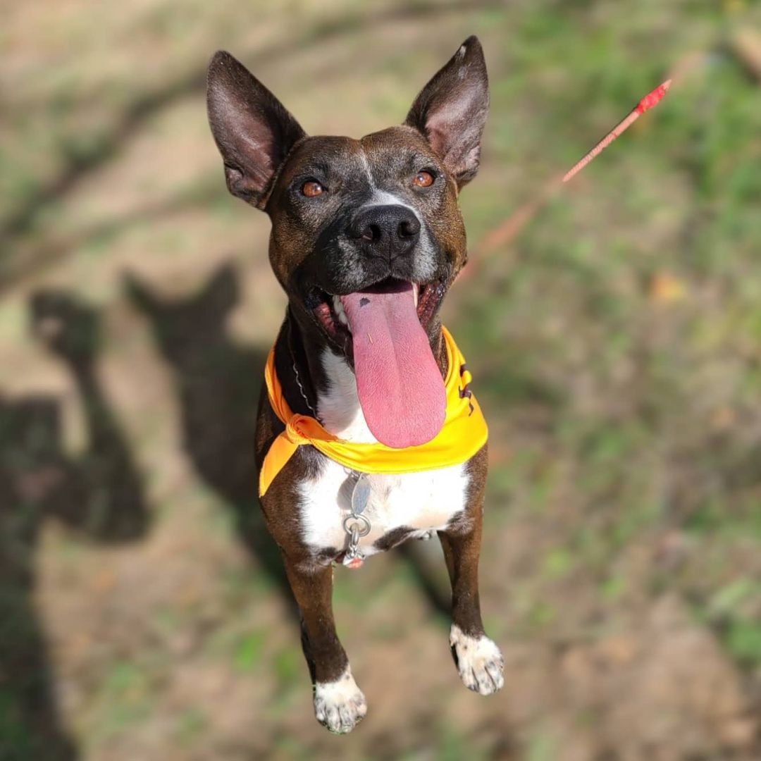 Starsky is ALWAYS happy! 

He's a good boy, about one and a half years old.  He's a short little guy but weighs about 60lbs. 

Starsky is dog friendly.  He needs an active family and/or a big yard with a friend or two to play with.  Starsky is obsessed with balls and will chase them as far as you can throw them!

➡️𝗔𝗗𝗢𝗣𝗧 𝗦𝗧𝗔𝗥𝗦𝗞𝗬⬅️
www.MarleighsFriends.org

<a target='_blank' href='https://www.instagram.com/explore/tags/MFStarsky/'>#MFStarsky</a> <a target='_blank' href='https://www.instagram.com/explore/tags/MarleighsFriends/'>#MarleighsFriends</a> <a target='_blank' href='https://www.instagram.com/explore/tags/DogRescue/'>#DogRescue</a> <a target='_blank' href='https://www.instagram.com/explore/tags/HappyDog/'>#HappyDog</a> <a target='_blank' href='https://www.instagram.com/explore/tags/AdoptableDogsOfInstagram/'>#AdoptableDogsOfInstagram</a>