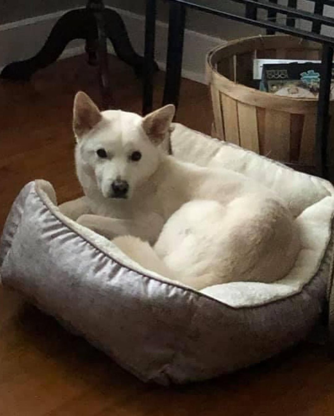 Meet Soju! He is a Korean jindo mix, who is actually from South Korea. He weighs 31 pounds, and is a year and half old. He is house trained and has been crated before, but does great outside of it! He can be energetic, but calm me easily. Extremely fast and agile. He gets along great with other dogs and even cats. He loves toys. His favorite toy is his rubber duck. He knows several tricks and learns easily! He is a great dog all around very well behaved! 

Soju is being fostered in Huntsville, Alabama. He is up to date on vaccines and preventatives, microchipped, and neutered. If you’re interested in meeting Soju, just fill out a non-binding adoption application at FORrescue.net. Email info@FORrescue.net with any questions. 
<a target='_blank' href='https://www.instagram.com/explore/tags/soju/'>#soju</a> <a target='_blank' href='https://www.instagram.com/explore/tags/jindomix/'>#jindomix</a> <a target='_blank' href='https://www.instagram.com/explore/tags/rescuedog/'>#rescuedog</a> <a target='_blank' href='https://www.instagram.com/explore/tags/fosterdog/'>#fosterdog</a> <a target='_blank' href='https://www.instagram.com/explore/tags/dog/'>#dog</a> <a target='_blank' href='https://www.instagram.com/explore/tags/dogsofinstagram/'>#dogsofinstagram</a> <a target='_blank' href='https://www.instagram.com/explore/tags/adoptdontshop/'>#adoptdontshop</a> <a target='_blank' href='https://www.instagram.com/explore/tags/spayandneuter/'>#spayandneuter</a> <a target='_blank' href='https://www.instagram.com/explore/tags/friendsofrescue/'>#friendsofrescue</a> <a target='_blank' href='https://www.instagram.com/explore/tags/forrescue/'>#forrescue</a>