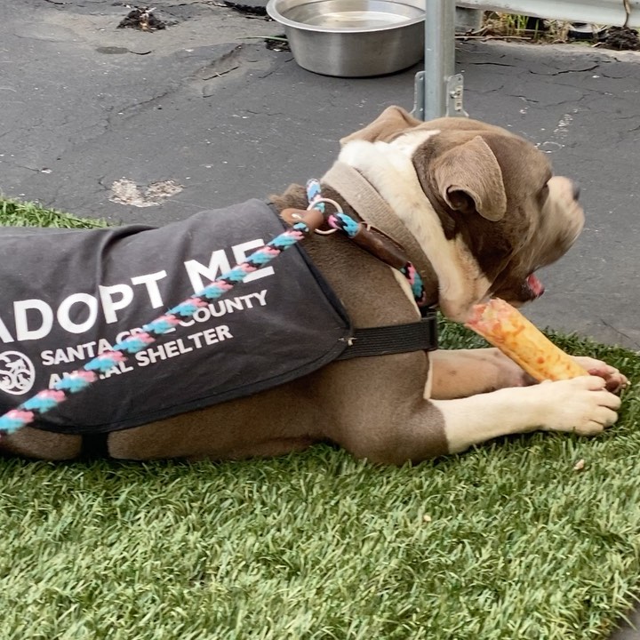 Meet adoptable Priscilla the pocket pittie🥰❤️

She is so adorable and was such a good girl on her outing this afternoon with a couple of volunteers to @woodhousebrews in Santa Cruz. She really was the belle of the ball.

Priscilla was found as a stray and is ready for her new family to come meet her. Priscilla is approximately 4 years old and is the cutest little low rider pittie we have had available for adoption in awhile. Come meet her this weekend! We are open 12-5 pm.

Adoptions are first come, first served! Please view available animals on our website at www.scanimalshelter.org (link in Bio) and then visit the Shelter at 1001 Rodriguez Street in Santa Cruz to turn in your application. All adoptions require proof of home ownership or landlord approval. Please have this email information prepared. If an animal is in Foster Care, please bring in your adoption application and schedule an appointment to meet the animal. Please call 831-454-7200 between 10 am and 6 pm. We are open from 12-5 pm seven days a week. 

Thank you for your support! The Santa Cruz County Animal Shelter is an open admission—or open door—animal shelter. This means that we will not turn away any animal that comes to our doors.

<a target='_blank' href='https://www.instagram.com/explore/tags/adopt/'>#adopt</a> <a target='_blank' href='https://www.instagram.com/explore/tags/adoptshelterpets/'>#adoptshelterpets</a> <a target='_blank' href='https://www.instagram.com/explore/tags/adoptdontshop/'>#adoptdontshop</a> <a target='_blank' href='https://www.instagram.com/explore/tags/savelives/'>#savelives</a> <a target='_blank' href='https://www.instagram.com/explore/tags/sccas/'>#sccas</a> <a target='_blank' href='https://www.instagram.com/explore/tags/scanimalshelter/'>#scanimalshelter</a> <a target='_blank' href='https://www.instagram.com/explore/tags/santacruzcountyanimalshelter/'>#santacruzcountyanimalshelter</a> <a target='_blank' href='https://www.instagram.com/explore/tags/santacruzanimalshelter/'>#santacruzanimalshelter</a> <a target='_blank' href='https://www.instagram.com/explore/tags/makeadifference/'>#makeadifference</a> <a target='_blank' href='https://www.instagram.com/explore/tags/santacruzlife/'>#santacruzlife</a> <a target='_blank' href='https://www.instagram.com/explore/tags/volunteer/'>#volunteer</a> <a target='_blank' href='https://www.instagram.com/explore/tags/bekindtoanimals/'>#bekindtoanimals</a> <a target='_blank' href='https://www.instagram.com/explore/tags/opendooropenheart/'>#opendooropenheart</a> <a target='_blank' href='https://www.instagram.com/explore/tags/spayandneuter/'>#spayandneuter</a> <a target='_blank' href='https://www.instagram.com/explore/tags/rescueismyfavoritebreed/'>#rescueismyfavoritebreed</a> <a target='_blank' href='https://www.instagram.com/explore/tags/community/'>#community</a> <a target='_blank' href='https://www.instagram.com/explore/tags/giveback/'>#giveback</a> <a target='_blank' href='https://www.instagram.com/explore/tags/givethanks/'>#givethanks</a>