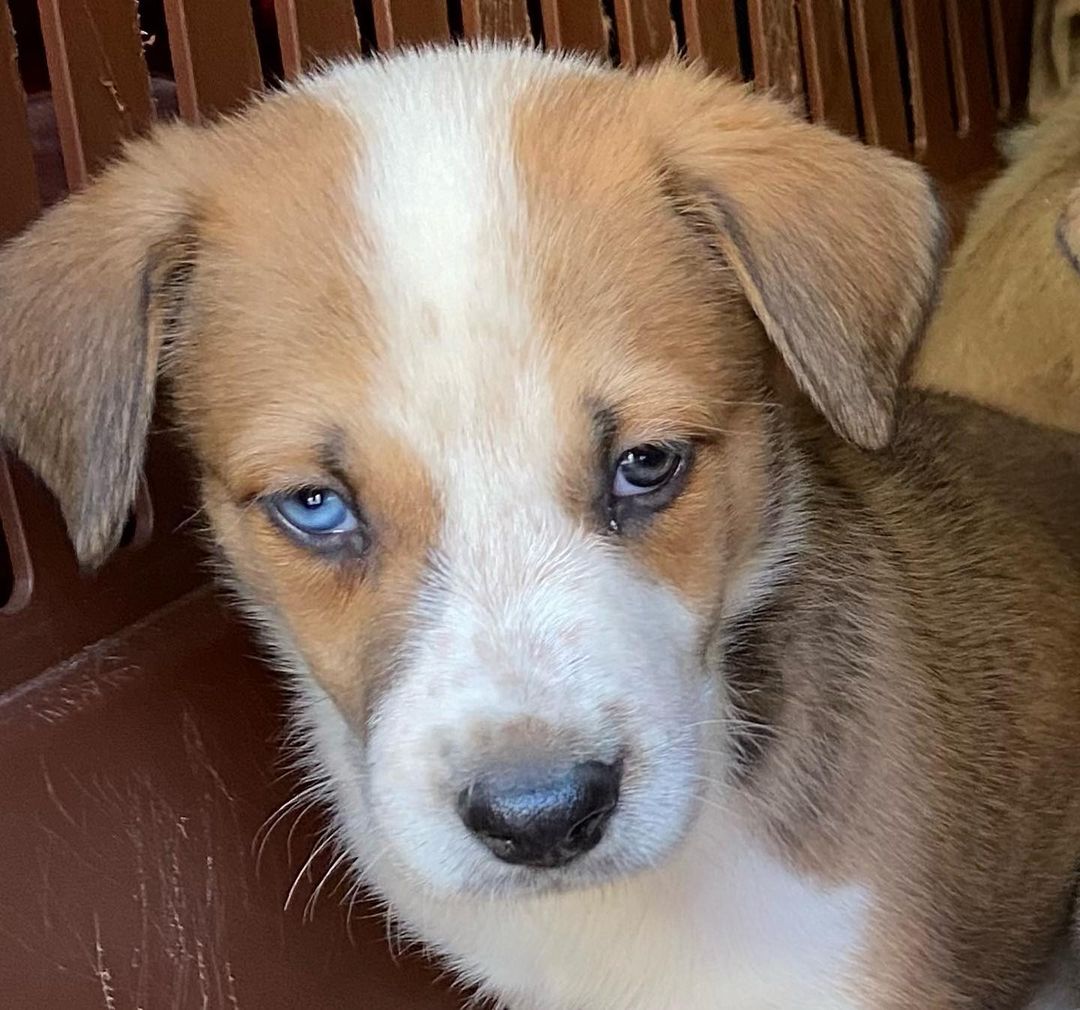 The crew has arrived.  Nine 6 week old pups.  A mixed breed but some have blue and brown eyes.  Going to be big dogs.  Will be up for adoption in two weeks