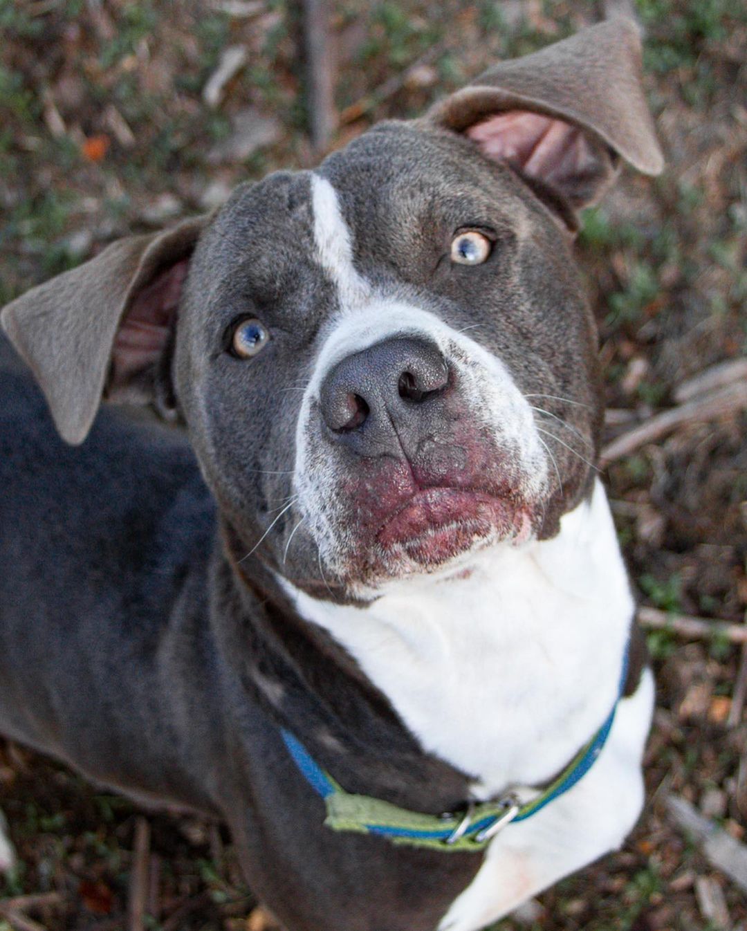 Fall in Love $50 Dog Adoption Special at Santa Cruz County Animal Shelter.

The Santa Cruz County Animal Shelter is full of beautiful adoptable dogs that are looking for their forever home. Most of the Shelter dogs in our care were surrendered by their owners due to lack of affordable pet friendly housing or other financial struggles. Over twenty adult dogs are available at the Santa Cruz Shelter located at 1001 Rodriguez St. and during the month of November, all dogs over 1 year will be available for a $50 adoption fee.

We are open 12-5 pm every day! Thank you to photographer Andie @andieejoness for the beautiful photos of adoptable Bruno, Twilight, Wren, Pluto, Devito and Dogbert❤️

The adoption fee includes spay/neuter, microchip (including registration), age-appropriate vaccinations, routine treatment for fleas/worms, and a free pet wellness exam with a local participating veterinarian.

For more information and to view adoptable dogs, please visit scanimalshelter.org. Link in Bio!