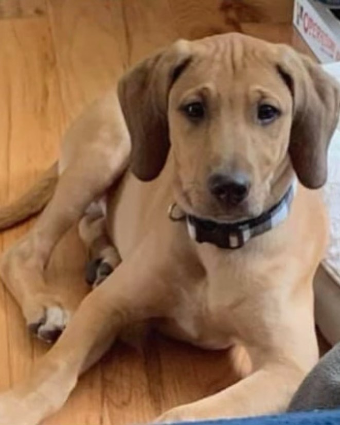 Bill(s)
Hi everyone! I'm Bills, formerly Bill, prior to my move to Buffalo from Tennessee. I am a 15 week old hound mix and am approximately 20 lbs but I am still growing! I love playing with my toys, chewing on bones, and playing with my foster family. They have even started teaching me new tricks like sit and down. All of this can be exhausting though, so I like to snuggle up with the humans and a blanket to recharge. I am a puppy and still learning potty training, but I'm picking it up really fast now that my foster dog sister showed me the ropes! I am also fully up to date on my vaccinations. If you think I sound like the perfect addition to your family, please submit an application to Open Arms Rescue of WNY. www.oarwny.org