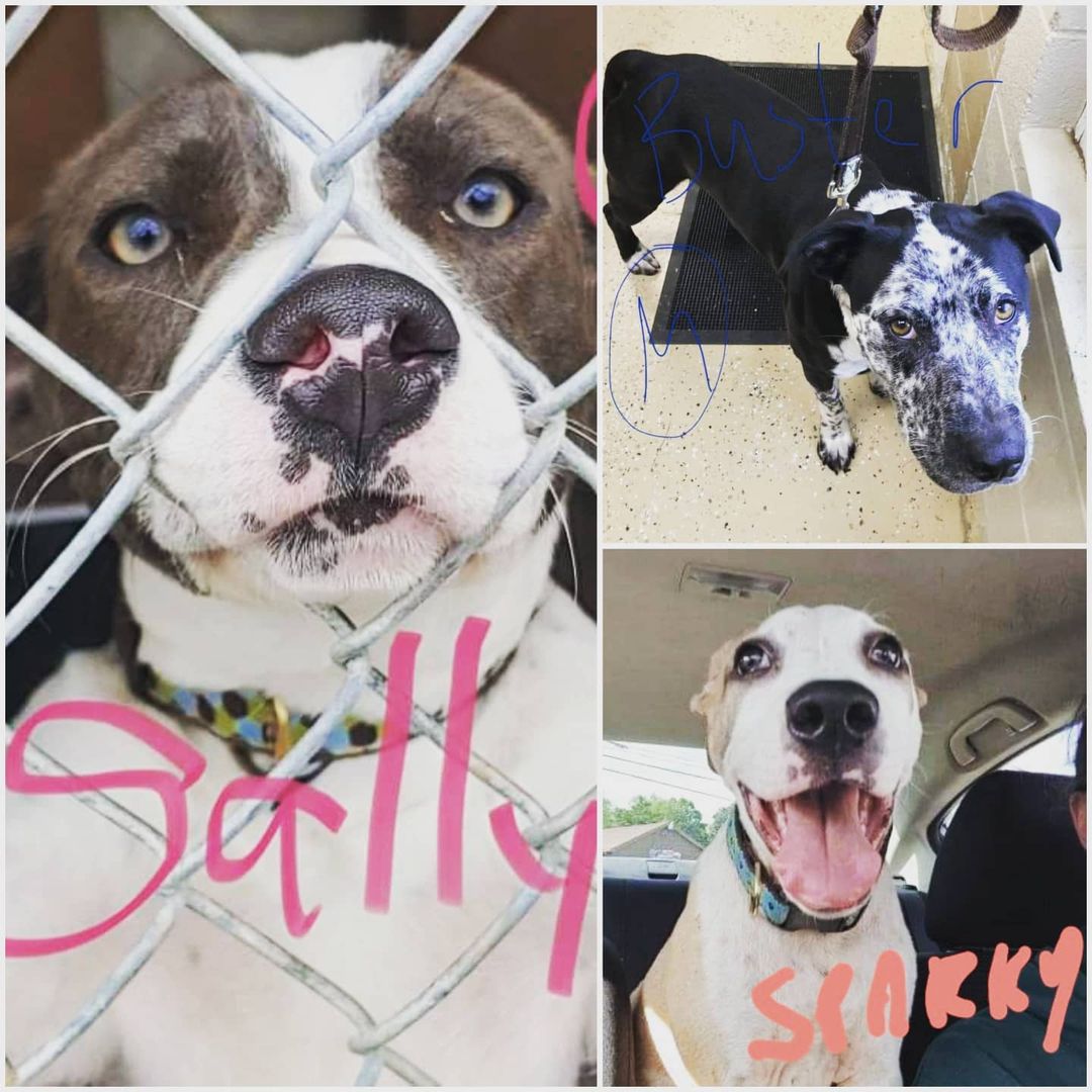These 3 gorgeous dogs need fosters to make the transport truck in December! All supplies provided!

  Apply to foster!
https://form.jotform.com/210257395409155

Apply to adopt!
https://form.jotform.com/210286667669167

<a target='_blank' href='https://www.instagram.com/explore/tags/adoptdontshop/'>#adoptdontshop</a> <a target='_blank' href='https://www.instagram.com/explore/tags/rescuedog/'>#rescuedog</a> <a target='_blank' href='https://www.instagram.com/explore/tags/rescuedogsofinstagram/'>#rescuedogsofinstagram</a> <a target='_blank' href='https://www.instagram.com/explore/tags/fosterdog/'>#fosterdog</a>