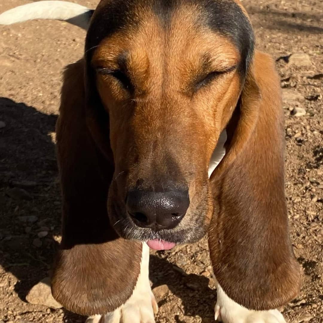 Welcome Miles.  This under 1 year old traveled miles and miles to get safe! Stupid puppy energy.  Adoption applications at www.daphneyland.com <a target='_blank' href='https://www.instagram.com/explore/tags/bassethoundsofinstagram/'>#bassethoundsofinstagram</a> <a target='_blank' href='https://www.instagram.com/explore/tags/daphneylandrehab/'>#daphneylandrehab</a> <a target='_blank' href='https://www.instagram.com/explore/tags/rescuedogs/'>#rescuedogs</a> <a target='_blank' href='https://www.instagram.com/explore/tags/rescue/'>#rescue</a> <a target='_blank' href='https://www.instagram.com/explore/tags/rescuedogsofinstagram/'>#rescuedogsofinstagram</a>  <a target='_blank' href='https://www.instagram.com/explore/tags/nothingbetterthanabasset/'>#nothingbetterthanabasset</a> <a target='_blank' href='https://www.instagram.com/explore/tags/dailydrool/'>#dailydrool</a>