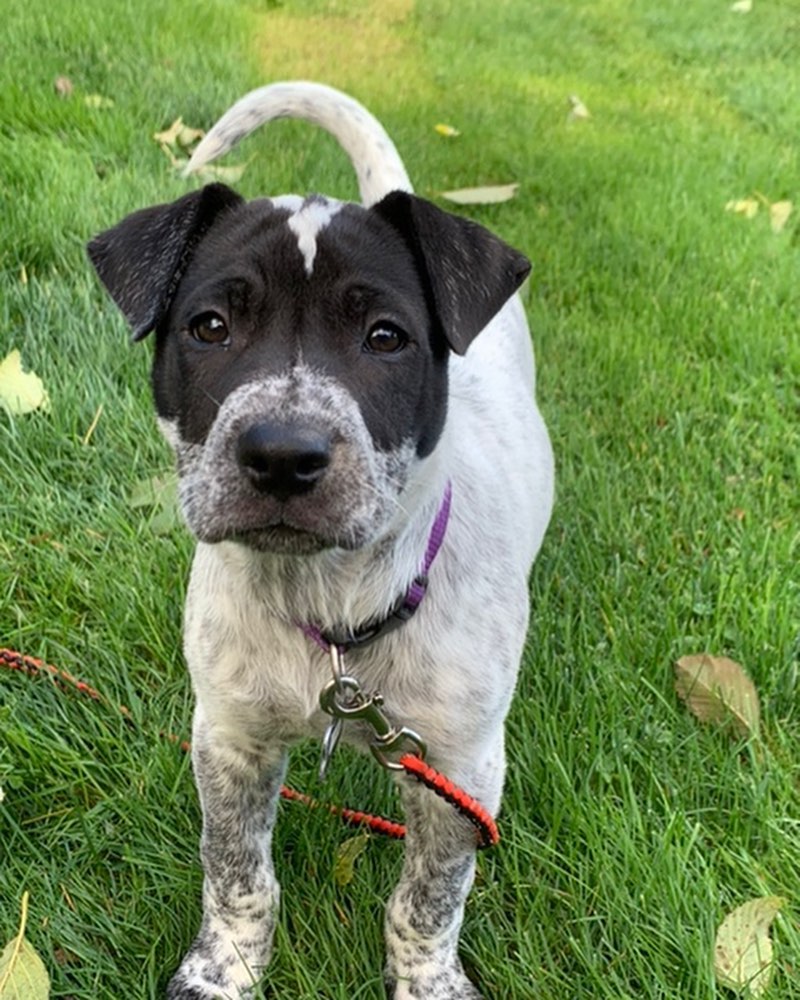 KARE has puppies!! Heeler mixes and lab mixes! Both litters around 10-11 weeks old. Please visit our website for a list of all adoptable puppies and dogs! https://nwkare.org/educate-advocate-rehabilitate/rescue/