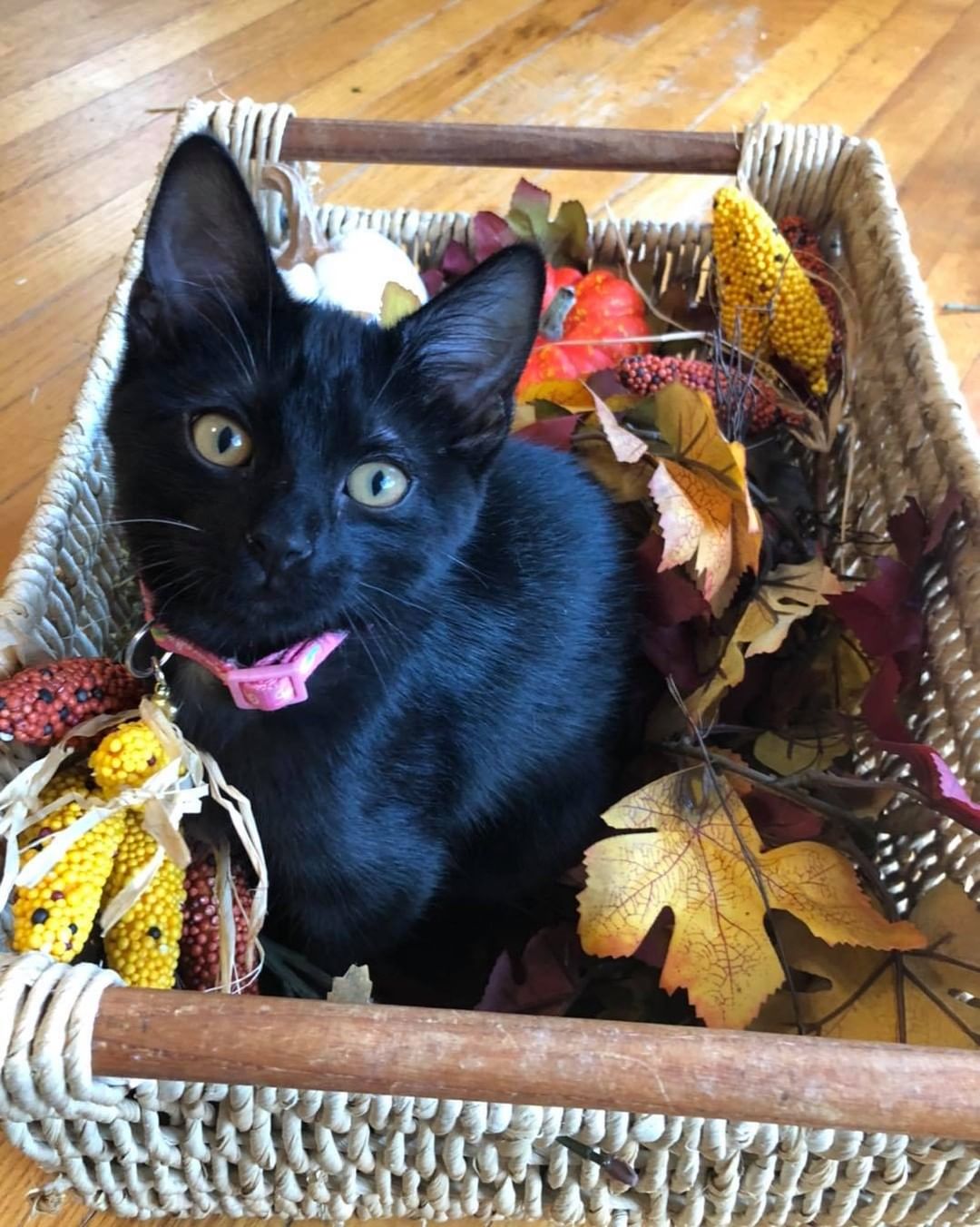 Our fifth black kitty for November is Palmer! She loves to play and chase toys almost as much as she loves pouncing on her siblings! She is a very loving, sweet girl who is super social. Palmer is about 4 months old, spayed, FIV/FELV negative and up to date on vaccines. To put in an application click on the link below.

https://www.sbanimalrescue.org/adopt