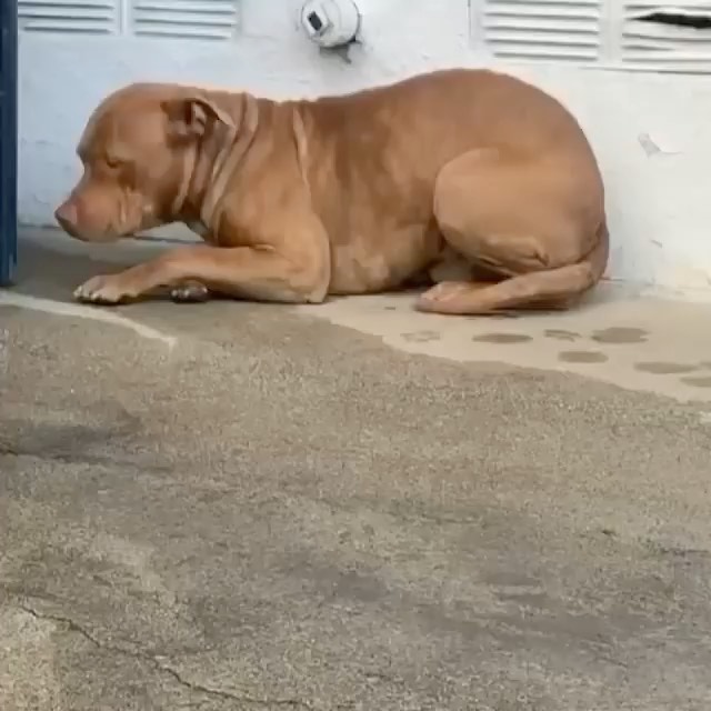 How it’s going vs. how it started.

If you’re new to Real Good Rescue, let us catch you up; it all started when we were sent a video of this beautiful boy was spotted in a driveway in Hawthorne by our friends at @rescuealldogsco in Canada.

Over 30 hours was spent surveilling him with the incredible team at @dogdayssar and @catching_paws, to finally having him safe in Mike’s trap. He then spent time with @for_pono which lead us to reaching out for to @mr.johnflores from @humblek9 who agreed to take him on for proper evaluation. We watched and worked with John and his incredible team @eleanor.andthedogs & @blues_babes, Elvis and other visitor pups that helped Obi work through his fears and distrust of humans, allowing him relax and learn to be a dog. Thank you @xoxlaurenelizabeth @turtsmtl for so generously sponsoring the majority of Obi’s rehabilitation with @humblek9. 

Thank you @rescuealldogsco @djyoc for always advocating from afar for our LA pups.  Thank you @______soyoung______ for connecting us with Veronica and the @dogdayssar team, who brought in Mike Noon.

Thank you @ambiggity for all your help and keeping Obi well fed! 

Thank you to ALL of you who supported Obi’s journey!

This boy is now home with @__gabrie.la and her family and we couldn’t be happier! Here’s to the good life sweet boy!

<a target='_blank' href='https://www.instagram.com/explore/tags/RealGoodRescue/'>#RealGoodRescue</a> <a target='_blank' href='https://www.instagram.com/explore/tags/RealGoodGang/'>#RealGoodGang</a>