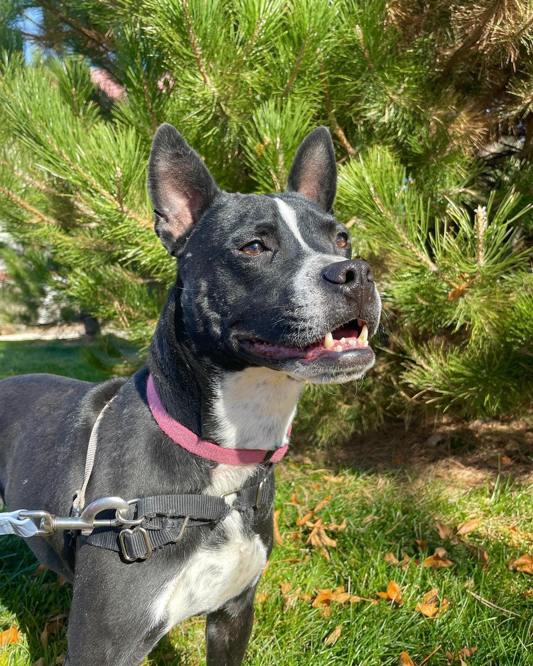 Please share!!
We want to share a little more about Petunia, one of our favorite dogs who has been with us for way to long!

Petunia came to us last March after being found as a stray on the streets of San Antonio. She gave birth shortly after being rescued in December. All of her puppies have since been adopted, and this sweet girl has been overlooked time after time. She has been in boarding for most of her time here in Colorado, and she is SO deserving of a real home!

Petunia is about 3 years old and 35 pounds, she is the perfect size, whether to go on long walks or to snuggle up on the couch! Her adorable underbite and short coat comes from her Boston Terrier / Staffordshire Terrier mix. 

Despite having a sad start to her new beginning in Colorado, Petunia is still the happiest pup we’ve met! She loves everyone and everything. She is EXTREMELY friendly and affectionate!! She is wonderful with all people and kids! Petunia does wonderful with other dogs, she loves to play with her friends at boarding. She thinks cats are very fun to chase, so she would prefer a home without kitties! 

Petunia has a wonderful temperament and energy level. She loves to play and go on walks, and she would make a wonderful companion for someone who enjoys Colorado adventures as much as she does! But she also loves to snuggle up right on your lap and would make the perfect napping buddy as well! 

Petunia is the type of dog who doesn’t ask for much, just someone who can love her like she will to them! Petunia is desperately needing a FOSTER or FOSTER-TO-ADOPT home. Please reach out if you are interested in meeting this perfect girl!

Petunia is completely vaccinated, spayed, and microchipped. Her adoption fee is $250.