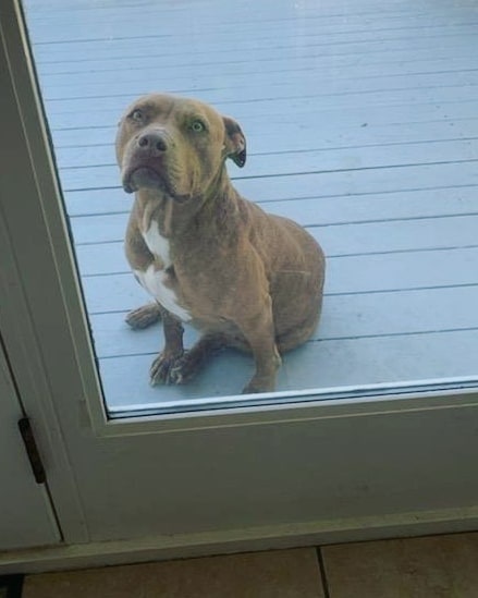 Zoey would like to announce that she's available for adoption! 📣

She's a toy-lover, a real sweetheart, and she's looking to find her forever family (literally, she's packed herself into suitcase and everything 🧳🤣).

Zoey initially came to SacRDR as a medical case due to what was suspected to be a torn ligament in her leg. It appears that this may be an old injury, and with medical management and time her limp has all but disappeared most days. She does have a surgery consult coming up later this month to determine whether surgery will be a necessity, but in the meantime she would love to get the ball rolling on finding her forever home.

If you're interested in chatting further about whether Zoey may be the right fit for your life, visit www.sacrdr.org/adopt to complete an Adoption Application - she would love to meet you! 💙
<a target='_blank' href='https://www.instagram.com/explore/tags/SacRDRZoey/'>#SacRDRZoey</a>