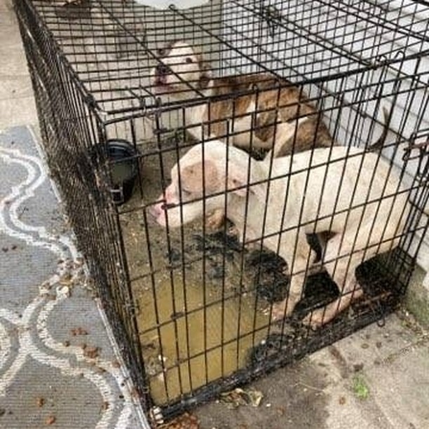 Houston SPCA and @pct1constable worked together to seize this emaciated mom and her puppies from poor living conditions. They are in the care of the Houston SPCA veterinary team receiving quality medical attention and nutrition.
Please call 713-869-SPCA or visit our website to file a cruelty report, link in bio.