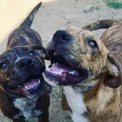 Kanga and Roo are alllllllmost ready to come home with you! 🦘💛🦘

These kids pulled up in the back of an Animal Control truck at the Stockton Shelter as we were picking up <a target='_blank' href='https://www.instagram.com/explore/tags/SacRDRRed/'>#SacRDRRed</a> a few weeks back. The shelter is an especially tough place for young puppies with susceptible immune systems, so when one of our fosters offered to take them in to wait out their stray holds in her home, we agreed to help! Unfortunately, nobody stepped forward to claim them, but fortunately for us, that means they officially became SacRDR pups, and we get to match them with safe, forever families. ❤️

Kanga is the dark brindle, smaller female cutie of the two, and Roo is the gangly, lighter brown boy with a white marking in the shape of a heart. They're both ridiculously sweet, playful, and have been socialized with cats and dogs of all sizes. At around 5-6 months old, they've been vaccinated, and will be going in for spay/neuter surgeries this coming week. Which means... They'll officially become available for adoption super soon, and we're ready to begin accepting adoption applications for them!

Stay tuned for more from this cute pair, and if you're interested in chatting about whether either might be a fit for your family, visit www.sacrdr.org/adopt.
<a target='_blank' href='https://www.instagram.com/explore/tags/SacRDRKanga/'>#SacRDRKanga</a> <a target='_blank' href='https://www.instagram.com/explore/tags/SacRDRRoo/'>#SacRDRRoo</a> <a target='_blank' href='https://www.instagram.com/explore/tags/adoptdontshop/'>#adoptdontshop</a>