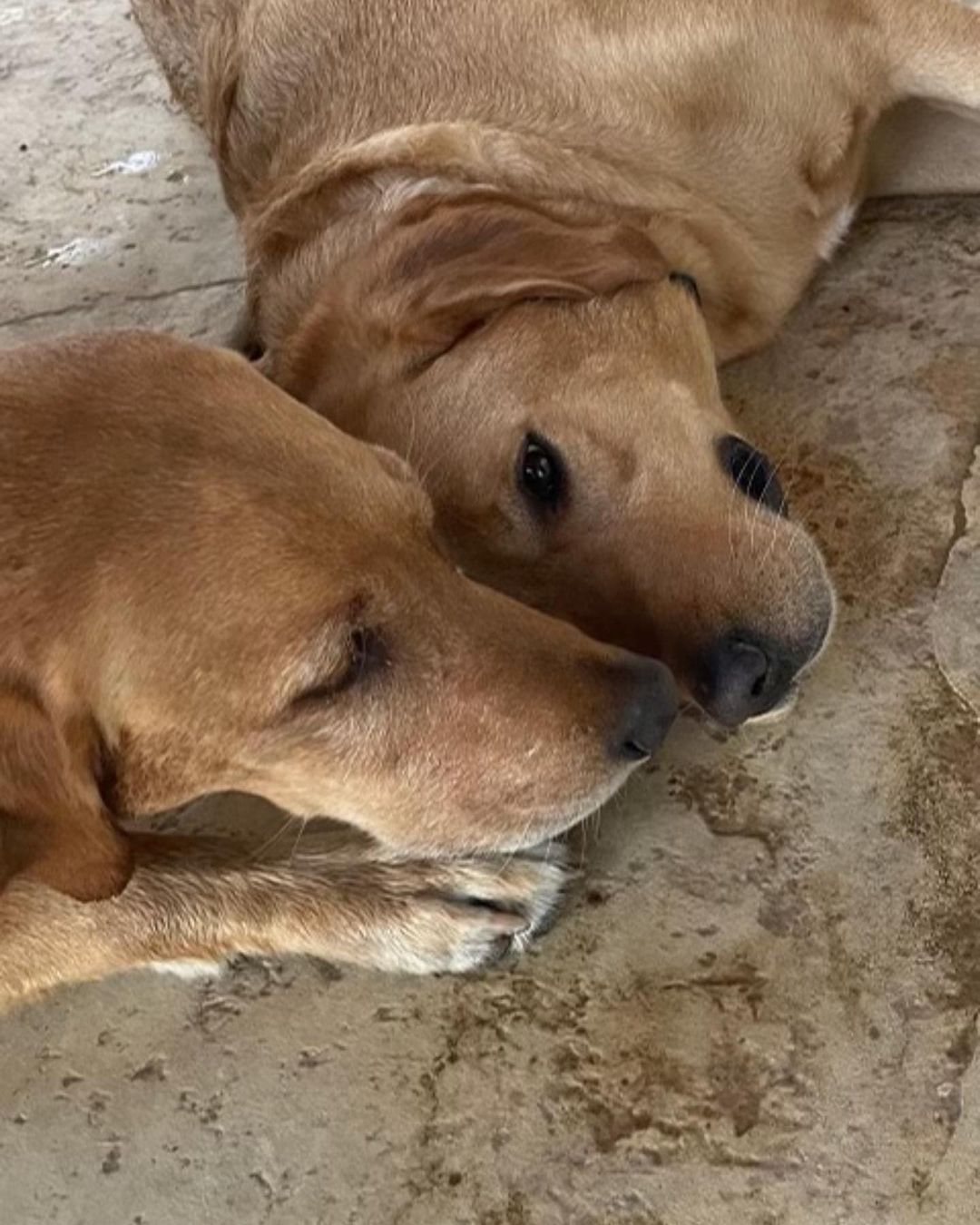 Nothing like seeing a dog without a family getting a family and a brother on the same day !!! Yay for a Happy who was adopted today !!! <a target='_blank' href='https://www.instagram.com/explore/tags/adoptdontshop/'>#adoptdontshop</a> <a target='_blank' href='https://www.instagram.com/explore/tags/purebredsarerescuestoo/'>#purebredsarerescuestoo</a>