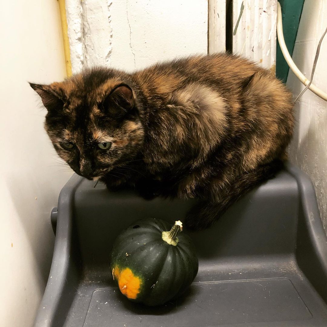 This is Sophie, a lovely senior tortie looking for a forever home 😻, She has a cloudy left eye so she can’t see out of it, but it doesn’t stop her from being super affectionate, she loves getting pets and likes to wiggle when receiving them 😹! Come visit her at Ollie’s Place: 🕦 weekdays 5:30-8pm, weekends 12-5pm <a target='_blank' href='https://www.instagram.com/explore/tags/adoptseniorpets/'>#adoptseniorpets</a>