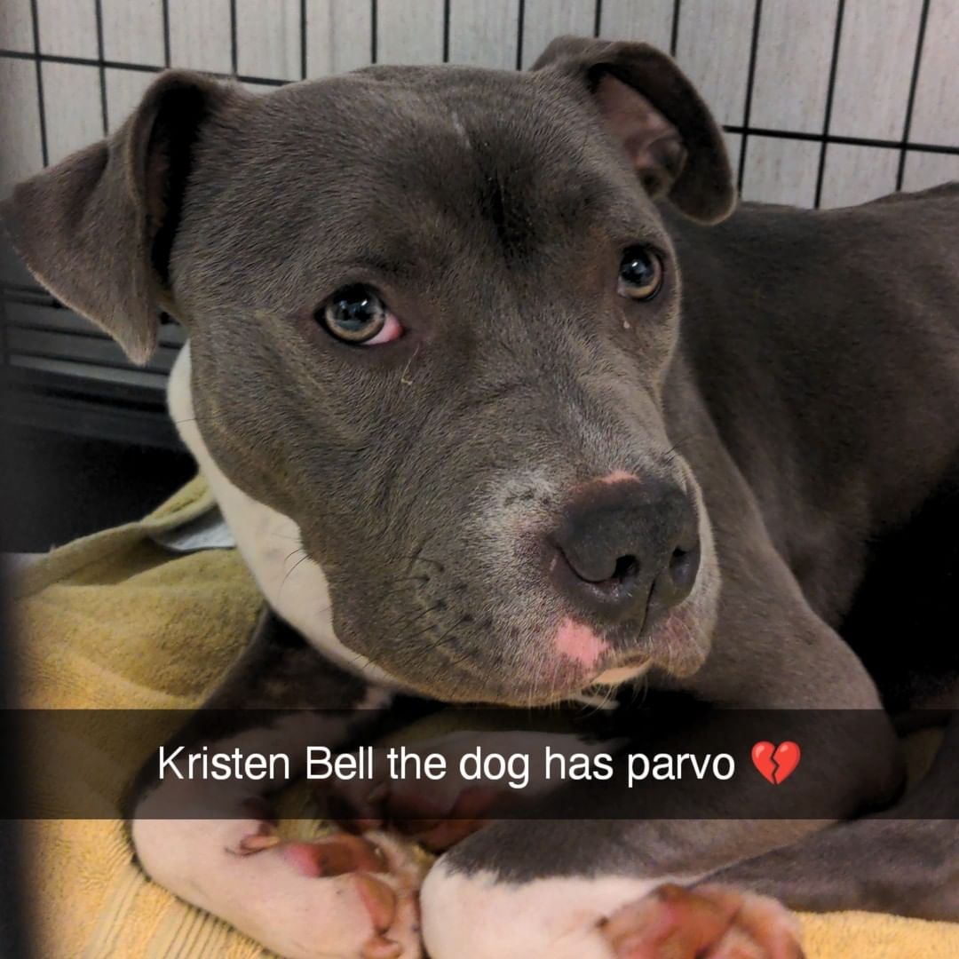 Hey, @kristenanniebell we wanted to let you know that your namesake here at Fulton County Animal Services in Atlanta is doing well after a battle with parvo. 

Our incredible vet tech team has been taking care of this girl as she fought and we were all delighted when she voluntarily ate for the first time on Thursday.

<a target='_blank' href='https://www.instagram.com/explore/tags/NoPlaceLikeAHome/'>#NoPlaceLikeAHome</a> <a target='_blank' href='https://www.instagram.com/explore/tags/AdoptDontShop/'>#AdoptDontShop</a> <a target='_blank' href='https://www.instagram.com/explore/tags/OurCityOurAnimals/'>#OurCityOurAnimals</a> <a target='_blank' href='https://www.instagram.com/explore/tags/ATL/'>#ATL</a> <a target='_blank' href='https://www.instagram.com/explore/tags/In4LifeLine/'>#In4LifeLine</a> <a target='_blank' href='https://www.instagram.com/explore/tags/DogHairDontCare/'>#DogHairDontCare</a> <a target='_blank' href='https://www.instagram.com/explore/tags/DogsOfInstagram/'>#DogsOfInstagram</a> <a target='_blank' href='https://www.instagram.com/explore/tags/RescueDogsOfInstagram/'>#RescueDogsOfInstagram</a> <a target='_blank' href='https://www.instagram.com/explore/tags/FosteringSavesLives/'>#FosteringSavesLives</a> <a target='_blank' href='https://www.instagram.com/explore/tags/Adoption/'>#Adoption</a> <a target='_blank' href='https://www.instagram.com/explore/tags/Puppy/'>#Puppy</a> <a target='_blank' href='https://www.instagram.com/explore/tags/PuppiesOfInstagram/'>#PuppiesOfInstagram</a>