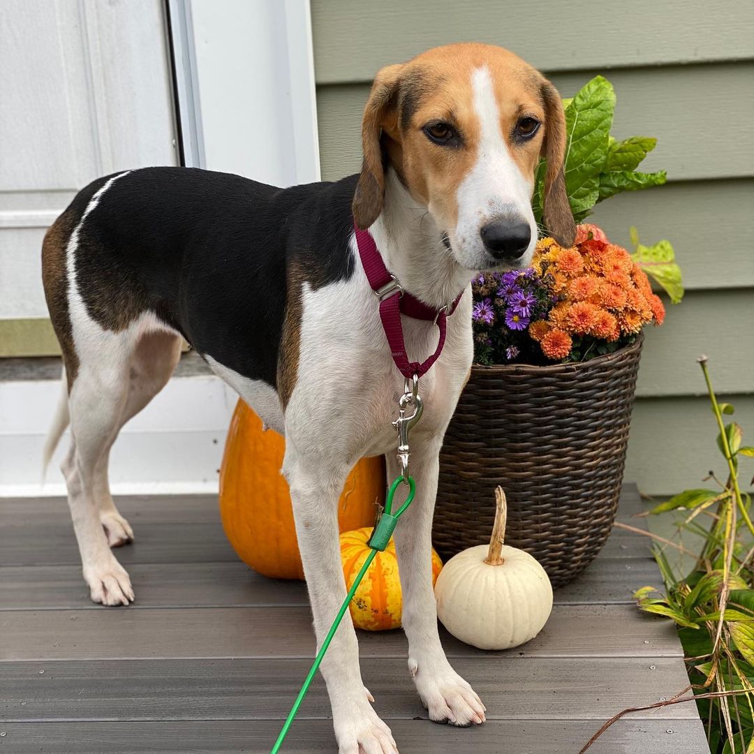 Come Meet Sadie and  learn about NECR and NECR Beagles!

Date: November 13th
Location: DogPerfect Pet Emporium
555 Providence Highway, Walpole
Time: 1-4pm

Sadie is just one of our lovable coonhounds available to adopt. Come meet her Saturday between 1 and 2 and learn about all of our available coonhounds and beagles