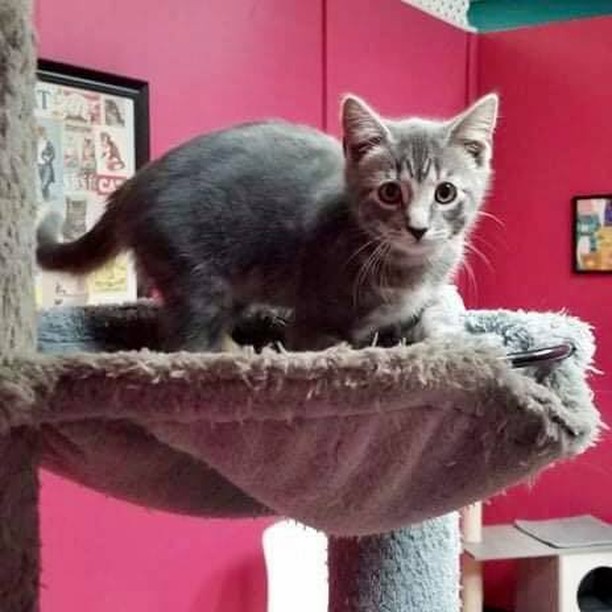 See you today at a special mini “KittenPalooza” adoption event

<a target='_blank' href='https://www.instagram.com/explore/tags/adoptFAN/'>#adoptFAN</a>
<a target='_blank' href='https://www.instagram.com/explore/tags/communitycats/'>#communitycats</a>
<a target='_blank' href='https://www.instagram.com/explore/tags/TNR/'>#TNR</a> <a target='_blank' href='https://www.instagram.com/explore/tags/TNRworks/'>#TNRworks</a>
<a target='_blank' href='https://www.instagram.com/explore/tags/FeralAffairsNetwork/'>#FeralAffairsNetwork</a>
<a target='_blank' href='https://www.instagram.com/explore/tags/kittens/'>#kittens</a> <a target='_blank' href='https://www.instagram.com/explore/tags/cats/'>#cats</a>