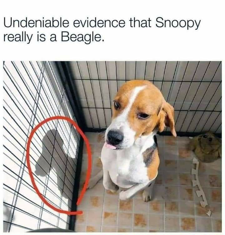 Friday's Fact... <a target='_blank' href='https://www.instagram.com/explore/tags/snoopywasabeagle/'>#snoopywasabeagle</a> !!