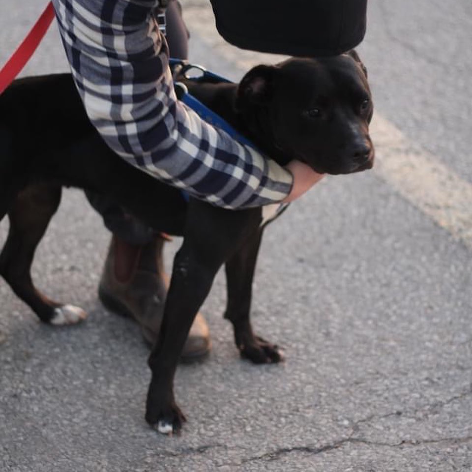 This weekend 10 dogs became Canadian!🇨🇦 We hope their new lives here in Canada are truly amazing!🐾❤️
Thank you to our community partners for helping to make this all possible!🐾

<a target='_blank' href='https://www.instagram.com/explore/tags/fullcirclerescue/'>#fullcirclerescue</a> <a target='_blank' href='https://www.instagram.com/explore/tags/ontariodogrescue/'>#ontariodogrescue</a> <a target='_blank' href='https://www.instagram.com/explore/tags/adoptdontshop/'>#adoptdontshop</a> <a target='_blank' href='https://www.instagram.com/explore/tags/torontodogs/'>#torontodogs</a> <a target='_blank' href='https://www.instagram.com/explore/tags/hamiltondogs/'>#hamiltondogs</a> <a target='_blank' href='https://www.instagram.com/explore/tags/dogsofcanada/'>#dogsofcanada</a> <a target='_blank' href='https://www.instagram.com/explore/tags/doggo/'>#doggo</a> <a target='_blank' href='https://www.instagram.com/explore/tags/dogsofinsta/'>#dogsofinsta</a> <a target='_blank' href='https://www.instagram.com/explore/tags/doglovers/'>#doglovers</a> <a target='_blank' href='https://www.instagram.com/explore/tags/dogsloversofinstagram/'>#dogsloversofinstagram</a> <a target='_blank' href='https://www.instagram.com/explore/tags/dogsofinstagram/'>#dogsofinstagram</a> <a target='_blank' href='https://www.instagram.com/explore/tags/dogsofinstaworld/'>#dogsofinstaworld</a> <a target='_blank' href='https://www.instagram.com/explore/tags/GTA/'>#GTA</a> <a target='_blank' href='https://www.instagram.com/explore/tags/GTHA/'>#GTHA</a> <a target='_blank' href='https://www.instagram.com/explore/tags/dogrescue/'>#dogrescue</a> <a target='_blank' href='https://www.instagram.com/explore/tags/dogrescuepeople/'>#dogrescuepeople</a> <a target='_blank' href='https://www.instagram.com/explore/tags/dogrescuers/'>#dogrescuers</a> <a target='_blank' href='https://www.instagram.com/explore/tags/adoptabledogsofinstagram/'>#adoptabledogsofinstagram</a> <a target='_blank' href='https://www.instagram.com/explore/tags/weareFCR/'>#weareFCR</a> <a target='_blank' href='https://www.instagram.com/explore/tags/anythingispawsible/'>#anythingispawsible</a>