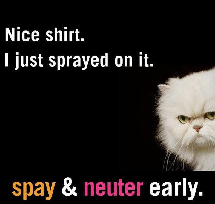 We have some open spots available in our upcoming spay/neuter clinics for cats/kittens. We can also help with rabbits. 
Wed 11/10
Wed 11/17
Please complete this form for more information:

https://www.manchesteranimalshelter.org/copy-of-quick-fix