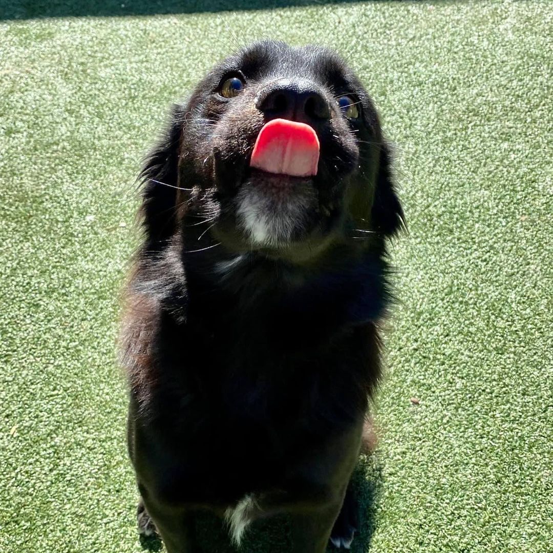 Wow, this boy is a stunner! I don’t know what’s more striking, his golden eyes or that fluffy black fur. Say hello to handsome as heck Hawk! 🖤

Hawk is a very snuggly, loving 3 year old boy who is smaller than he looks at just 37 pounds. He gets along great with other dogs and people and is a little toooo interested in cats so would do best in a feline-free home. He walks well on a leash and loves playtime in the yard or on a hike/walk/run. 🖤

Hawk is a very sweet cuddler and is sure to keep you warm on these cool fall nights. Make him yours today!! 🖤

<a target='_blank' href='https://www.instagram.com/explore/tags/adoptme/'>#adoptme</a> <a target='_blank' href='https://www.instagram.com/explore/tags/handsome/'>#handsome</a> <a target='_blank' href='https://www.instagram.com/explore/tags/stunning/'>#stunning</a> <a target='_blank' href='https://www.instagram.com/explore/tags/rescuedog/'>#rescuedog</a> <a target='_blank' href='https://www.instagram.com/explore/tags/blackdogsrock/'>#blackdogsrock</a> <a target='_blank' href='https://www.instagram.com/explore/tags/dogsofstl/'>#dogsofstl</a> <a target='_blank' href='https://www.instagram.com/explore/tags/dogsofstlouis/'>#dogsofstlouis</a> <a target='_blank' href='https://www.instagram.com/explore/tags/thoseeyes/'>#thoseeyes</a> <a target='_blank' href='https://www.instagram.com/explore/tags/familydog/'>#familydog</a> <a target='_blank' href='https://www.instagram.com/explore/tags/mediumdog/'>#mediumdog</a> <a target='_blank' href='https://www.instagram.com/explore/tags/goodboy/'>#goodboy</a> <a target='_blank' href='https://www.instagram.com/explore/tags/cuddler/'>#cuddler</a> <a target='_blank' href='https://www.instagram.com/explore/tags/fluffy/'>#fluffy</a> <a target='_blank' href='https://www.instagram.com/explore/tags/homefortheholidays/'>#homefortheholidays</a>