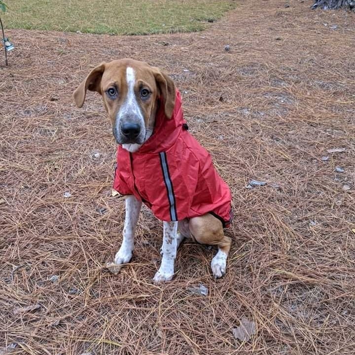 Manteo aka Manny is busy being spoiled by his adoptive family!! His foster mom dad and 3 kiddos and dog bro couldn't say bye ! ♥️♥️ <a target='_blank' href='https://www.instagram.com/explore/tags/adoptavizsla/'>#adoptavizsla</a> <a target='_blank' href='https://www.instagram.com/explore/tags/adoptamutt/'>#adoptamutt</a> <a target='_blank' href='https://www.instagram.com/explore/tags/adopted/'>#adopted</a>