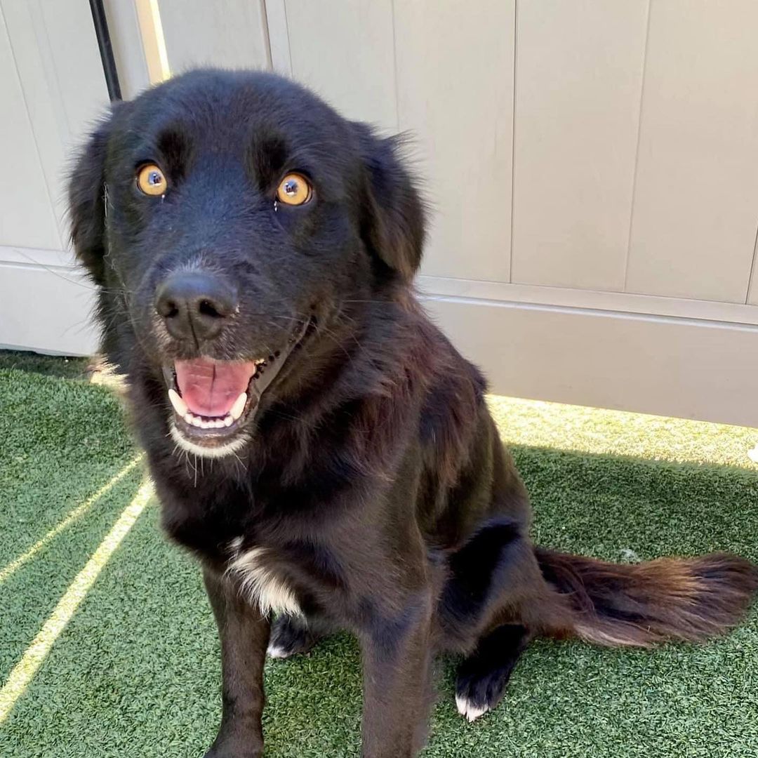 Wow, this boy is a stunner! I don’t know what’s more striking, his golden eyes or that fluffy black fur. Say hello to handsome as heck Hawk! 🖤

Hawk is a very snuggly, loving 3 year old boy who is smaller than he looks at just 37 pounds. He gets along great with other dogs and people and is a little toooo interested in cats so would do best in a feline-free home. He walks well on a leash and loves playtime in the yard or on a hike/walk/run. 🖤

Hawk is a very sweet cuddler and is sure to keep you warm on these cool fall nights. Make him yours today!! 🖤

<a target='_blank' href='https://www.instagram.com/explore/tags/adoptme/'>#adoptme</a> <a target='_blank' href='https://www.instagram.com/explore/tags/handsome/'>#handsome</a> <a target='_blank' href='https://www.instagram.com/explore/tags/stunning/'>#stunning</a> <a target='_blank' href='https://www.instagram.com/explore/tags/rescuedog/'>#rescuedog</a> <a target='_blank' href='https://www.instagram.com/explore/tags/blackdogsrock/'>#blackdogsrock</a> <a target='_blank' href='https://www.instagram.com/explore/tags/dogsofstl/'>#dogsofstl</a> <a target='_blank' href='https://www.instagram.com/explore/tags/dogsofstlouis/'>#dogsofstlouis</a> <a target='_blank' href='https://www.instagram.com/explore/tags/thoseeyes/'>#thoseeyes</a> <a target='_blank' href='https://www.instagram.com/explore/tags/familydog/'>#familydog</a> <a target='_blank' href='https://www.instagram.com/explore/tags/mediumdog/'>#mediumdog</a> <a target='_blank' href='https://www.instagram.com/explore/tags/goodboy/'>#goodboy</a> <a target='_blank' href='https://www.instagram.com/explore/tags/cuddler/'>#cuddler</a> <a target='_blank' href='https://www.instagram.com/explore/tags/fluffy/'>#fluffy</a> <a target='_blank' href='https://www.instagram.com/explore/tags/homefortheholidays/'>#homefortheholidays</a>