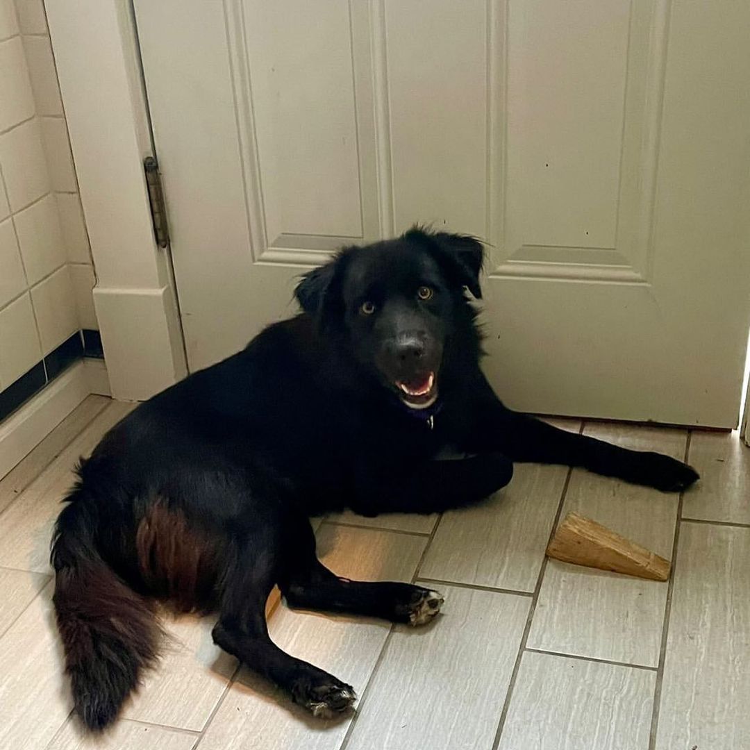 Wow, this boy is a stunner! I don’t know what’s more striking, his golden eyes or that fluffy black fur. Say hello to handsome as heck Hawk! 🖤

Hawk is a very snuggly, loving 3 year old boy who is smaller than he looks at just 37 pounds. He gets along great with other dogs and people and is a little toooo interested in cats so would do best in a feline-free home. He walks well on a leash and loves playtime in the yard or on a hike/walk/run. 🖤

Hawk is a very sweet cuddler and is sure to keep you warm on these cool fall nights. Make him yours today!! 🖤

<a target='_blank' href='https://www.instagram.com/explore/tags/adoptme/'>#adoptme</a> <a target='_blank' href='https://www.instagram.com/explore/tags/handsome/'>#handsome</a> <a target='_blank' href='https://www.instagram.com/explore/tags/stunning/'>#stunning</a> <a target='_blank' href='https://www.instagram.com/explore/tags/rescuedog/'>#rescuedog</a> <a target='_blank' href='https://www.instagram.com/explore/tags/blackdogsrock/'>#blackdogsrock</a> <a target='_blank' href='https://www.instagram.com/explore/tags/dogsofstl/'>#dogsofstl</a> <a target='_blank' href='https://www.instagram.com/explore/tags/dogsofstlouis/'>#dogsofstlouis</a> <a target='_blank' href='https://www.instagram.com/explore/tags/thoseeyes/'>#thoseeyes</a> <a target='_blank' href='https://www.instagram.com/explore/tags/familydog/'>#familydog</a> <a target='_blank' href='https://www.instagram.com/explore/tags/mediumdog/'>#mediumdog</a> <a target='_blank' href='https://www.instagram.com/explore/tags/goodboy/'>#goodboy</a> <a target='_blank' href='https://www.instagram.com/explore/tags/cuddler/'>#cuddler</a> <a target='_blank' href='https://www.instagram.com/explore/tags/fluffy/'>#fluffy</a> <a target='_blank' href='https://www.instagram.com/explore/tags/homefortheholidays/'>#homefortheholidays</a>